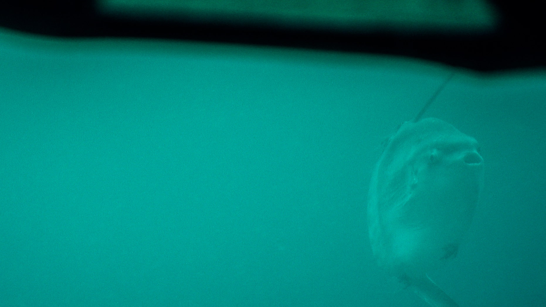Scientists aboard the E/V Nautilus spotted the world's largest bony fish, the Mola mola.