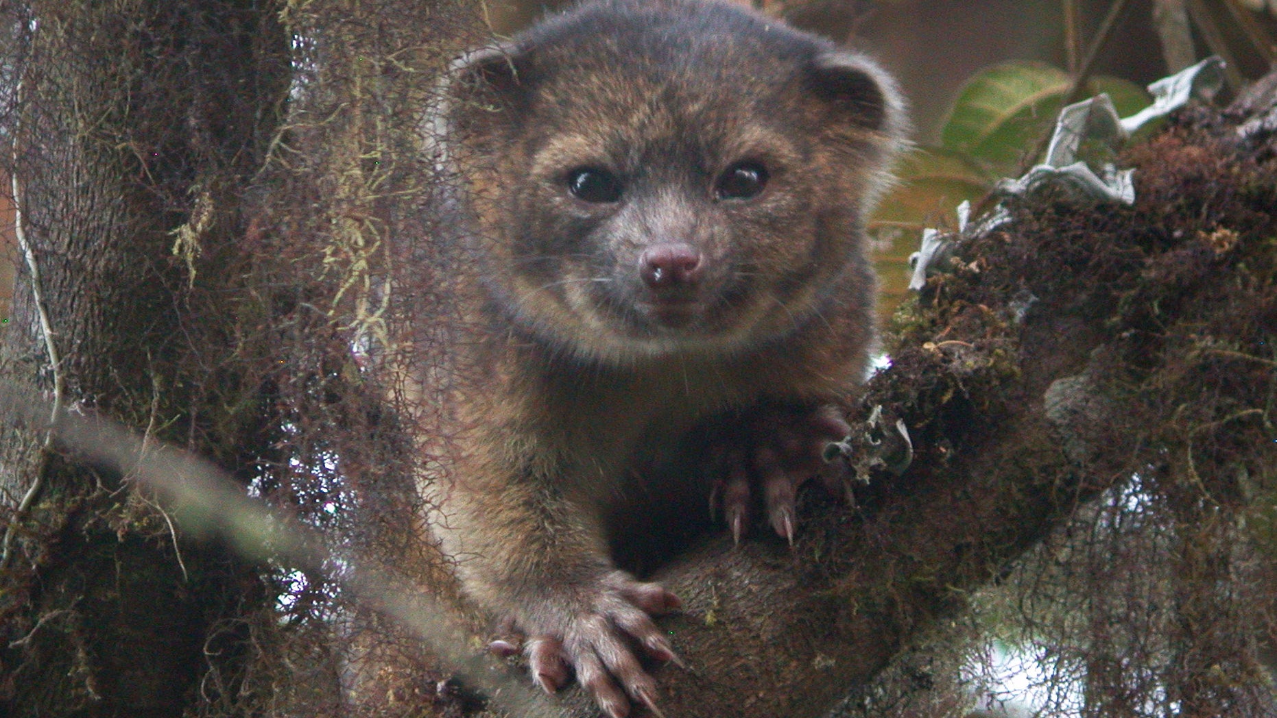 This undated handout photo provided by Mark Gurney shows a olinguito. Imagine a raccoon with a teddy bear face that is so cute it's hard to resist, let alone overlook. But somehow science did _ until now. Researchers Thursday announced a rare discovery of a new species of a mammal that belongs to the grouping of large creatures that include dogs, cats and bears: the olinguito. The raccoon-sized critters leap through the trees of the cloud forests of Ecuador and Colombia at night, according to a Smithsonian researcher who has spent the past decade tracking them. (AP Photo/Mark Gurney)
