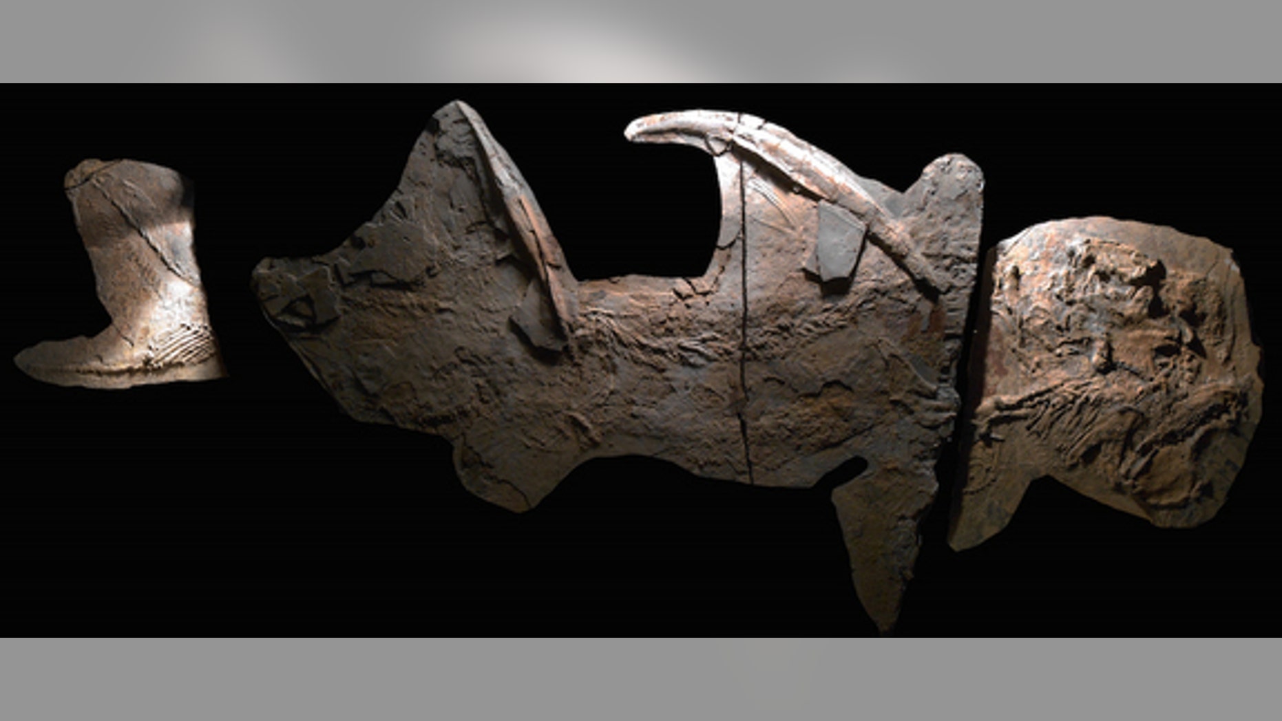 The well-preserved fossil of a 300-million-year-old shark from New Mexico. The "Texas supershark" fossils (not pictured) are less complete, but suggest the supershark was even larger than the New Mexican shark.