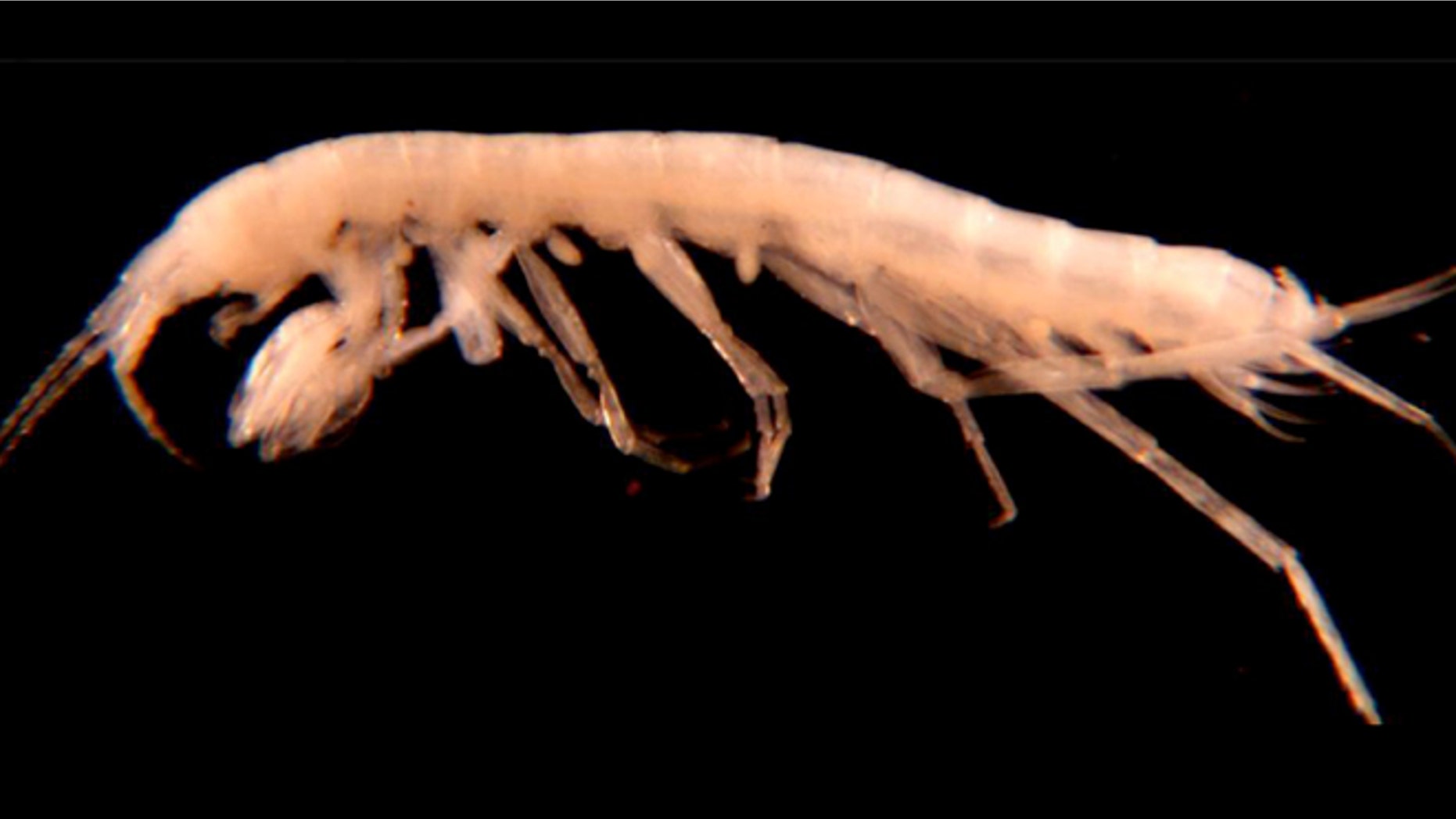 Apr. 17, 2012: A newly discovered species of freshwater amphipod was recently found in a subterranean pool inside a gypsum cave near Carlsbad, N.M.