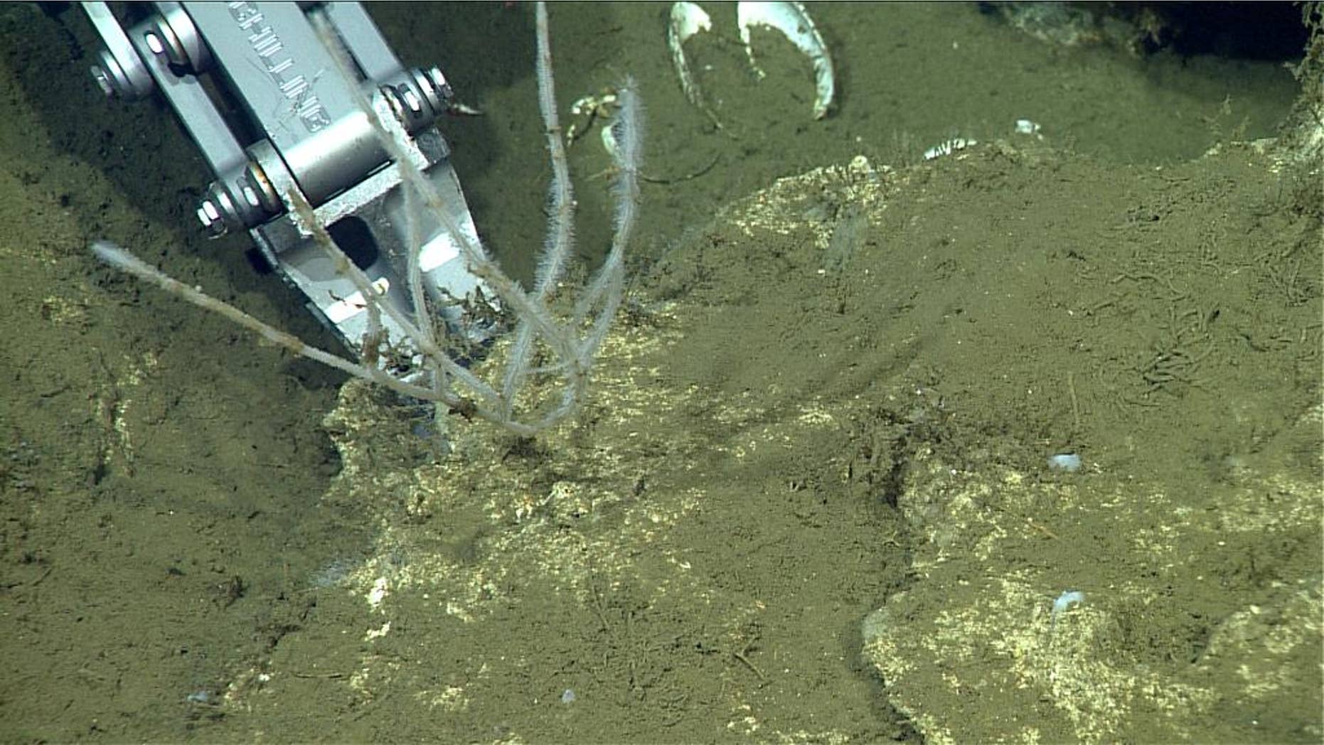 This 2013 photo provided by the Monterey Bay Aquarium Research Institute shows a manipulator arm on Monterey Bay Aquarium Research Institute's remotely operated vehicle collecting a Cladorhiza caillieti sponge growing on a piece of carbonate crust on the seafloor off the coast of Southern California. Researchers at MBARI say they have discovered a new species of poisonous sponge, described as a twig-like carnivore that is able to survive on the dark, frigid ocean floor, just northwest of La Jolla, U-T San Diego reported. (AP Photo/Monterey Bay Aquarium Research Institute)