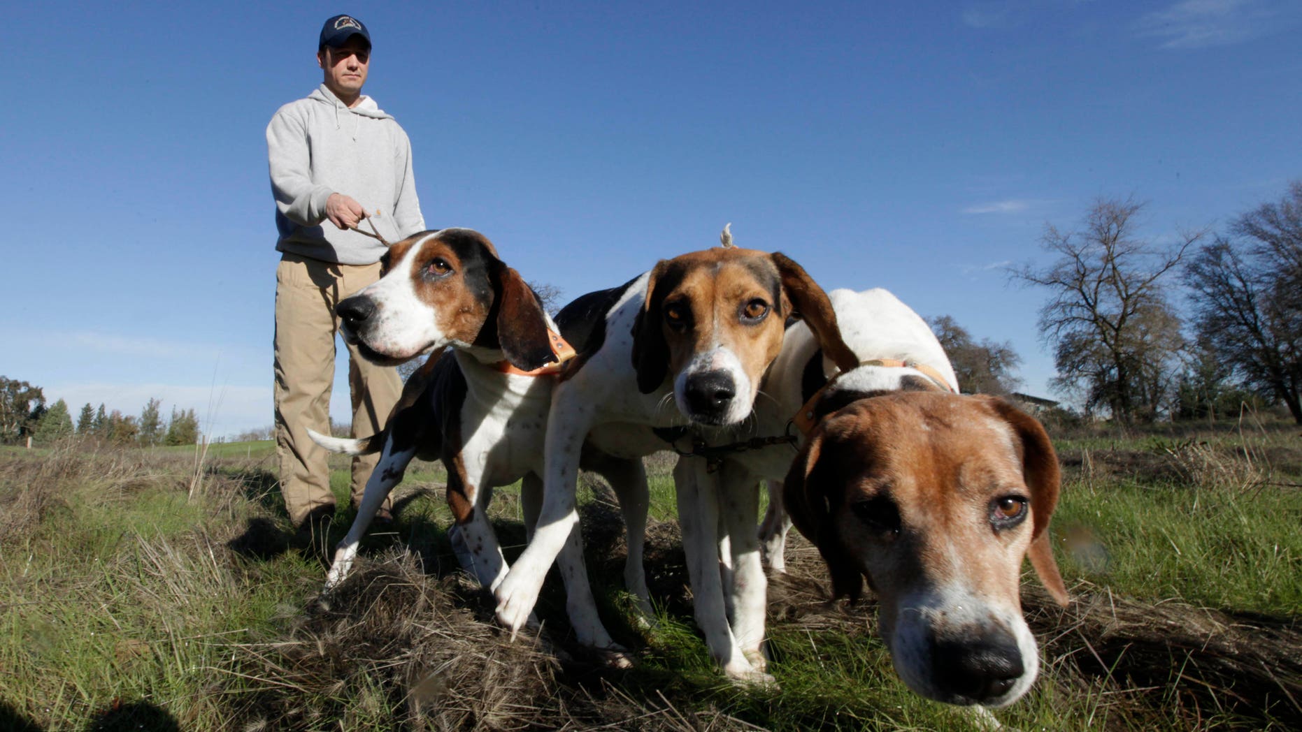 Dec. 18, 2012: In this photo, Josh Brones, president of the California Houndsmen for Conservation, walks his hunting dogs, Dollar, left, Sequoia, center and Tanner right, near his home in Wilton, Calif.