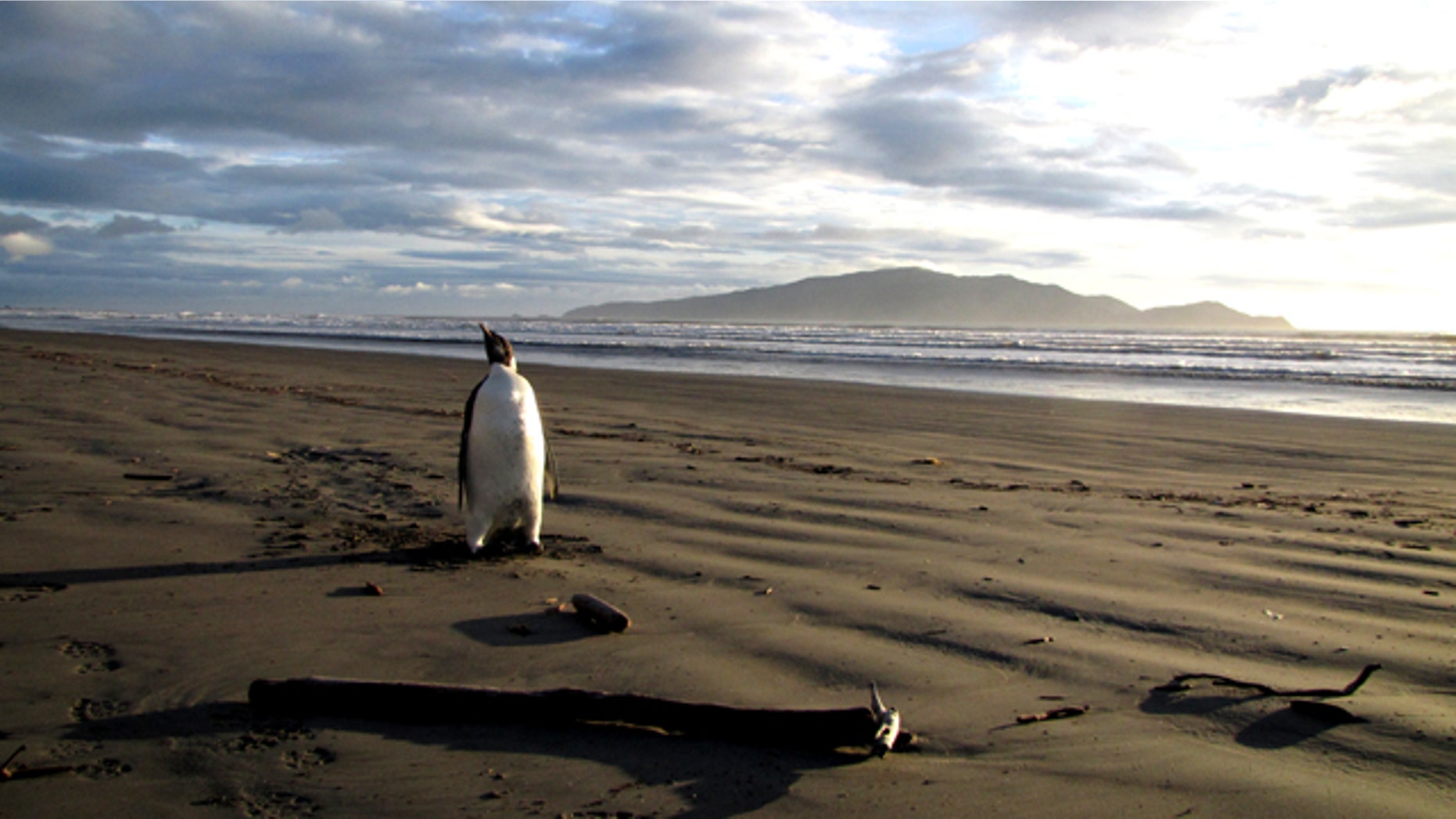June 20, 2011: A young Antarctic Emperor tgook a rare wrong turn and ended up stranded on a New Zealand beach -- where it became sick after eating sand it mistook for snow.