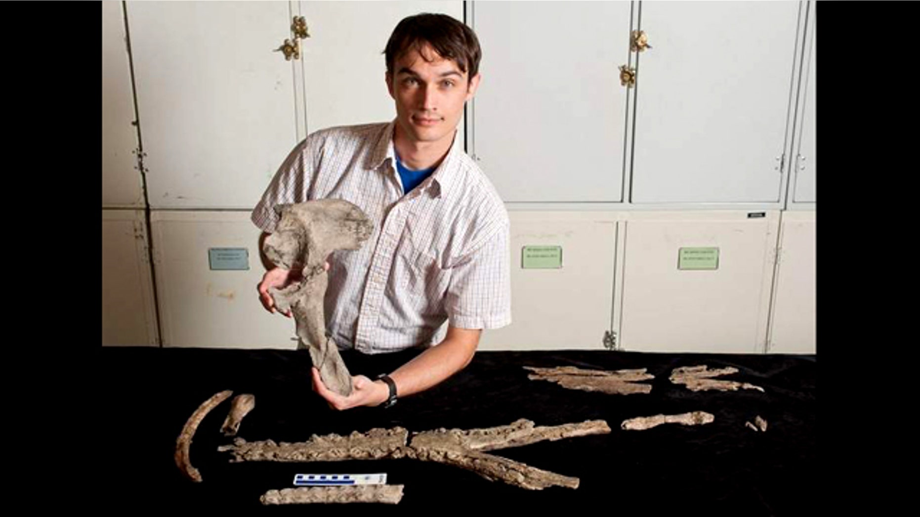 University of Florida researcher Alex Hastings displays a pelvic bone of Acherontisuchus guajiraensis, a 60-million-year-old ancestor of crocodiles discovered at the same site in northeastern Colombia as Titanoboa, the worlds largest snake. Other fossils pictured include portions of the lower and upper jaw, as well as teeth, a rib and toe.