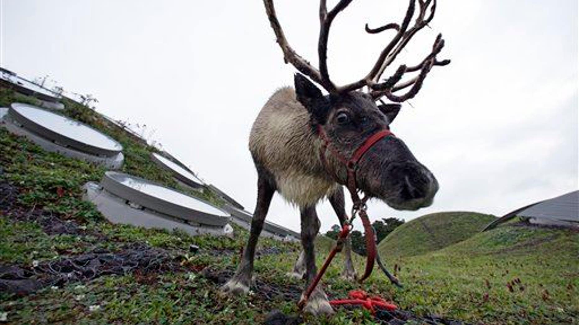 A reindeer grazes in San Francisco.