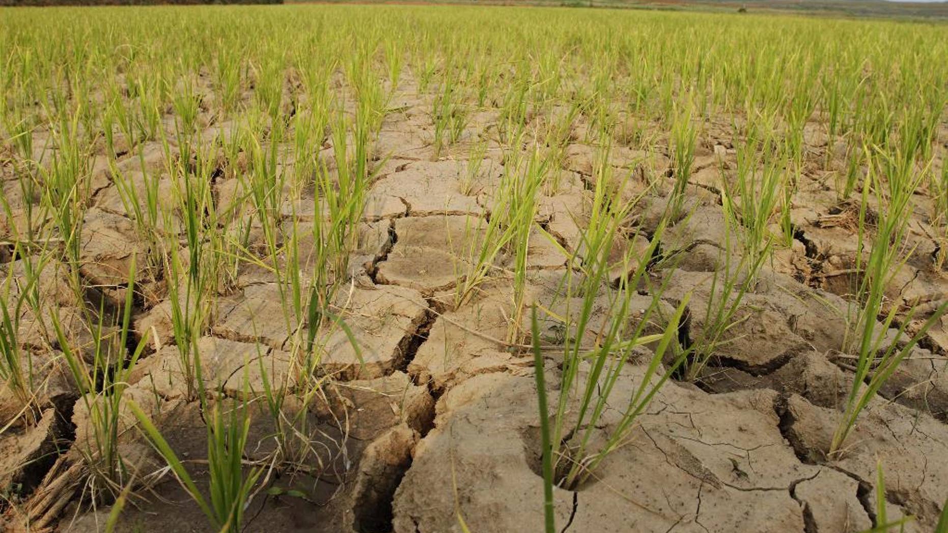 FILE - In this June 22, 2012 file photo, rice plants grow from the cracked and dry earth in Ryongchon-ri in North Korea's Hwangju County. North Korea says it has been hit by its worst drought in a century, resulting in extensive damage to agriculture. The official Korean Central News Agency said in a report Tuesday, June 16, 2015 the drought has caused about 30 percent of its rice paddies to dry up. Rice plants normally need to be partially submerged in water during the early summer. (AP Photo/Kim Kwang Hyon, File)