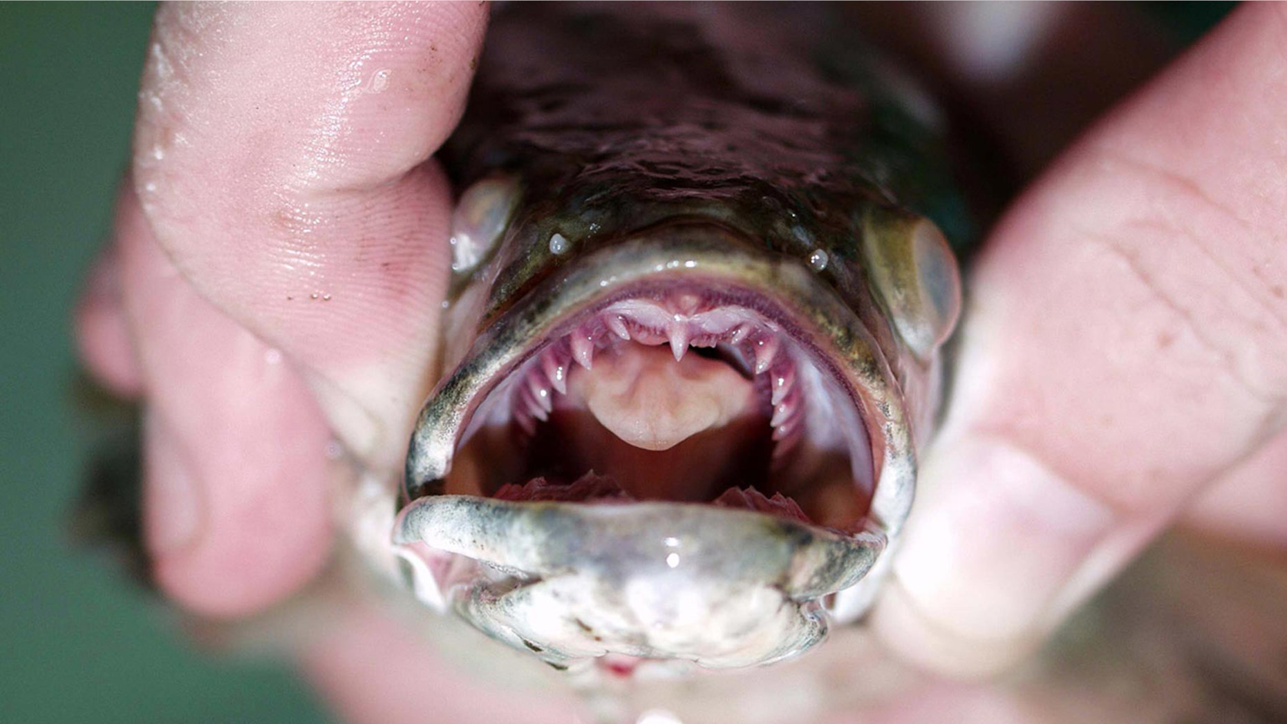 Most recently, a northern snakehead was found in Little Britain Township, Pa.