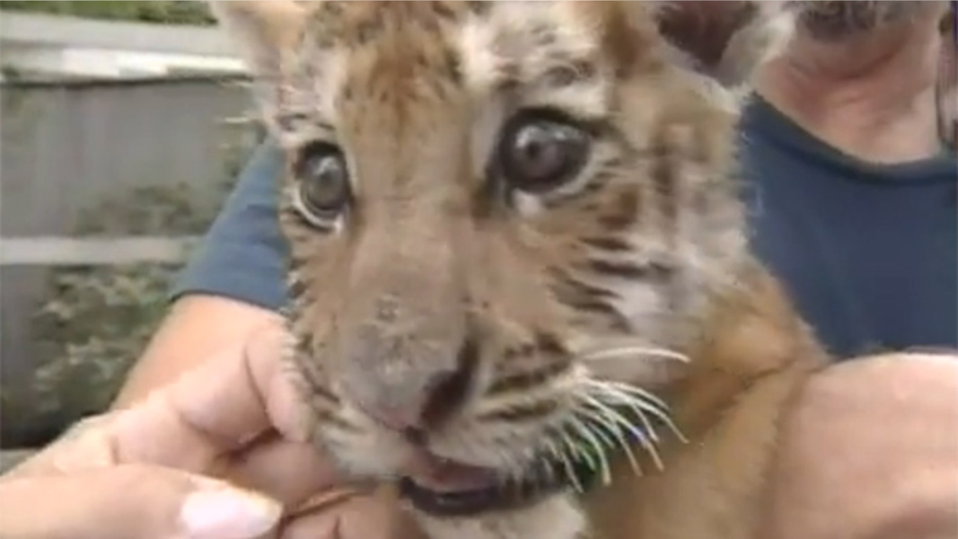 A tiger cub named Obie is the football mascot at Massillon Washington High School in Ohio.