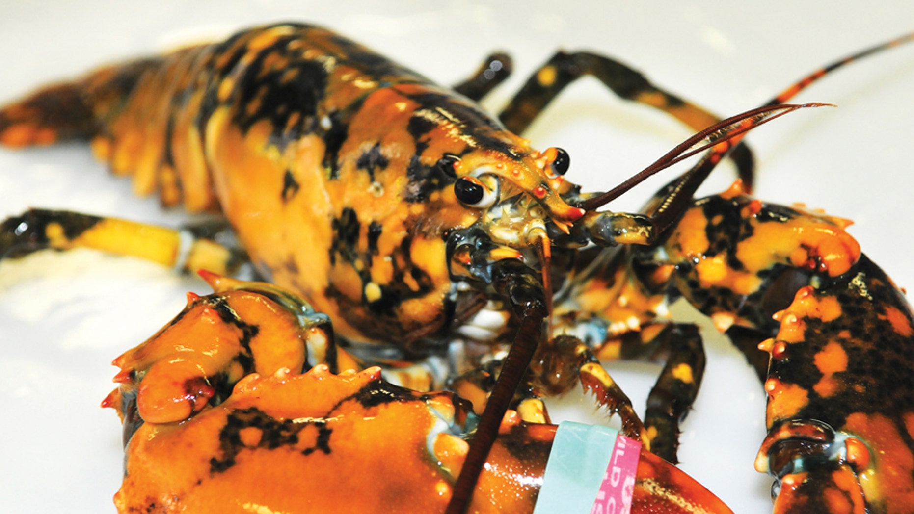 Ellen Goethel, a marine biologist and owner of the Oceanarium said calico lobsters are the "second most rare lobster" in the world, after albino lobsters.