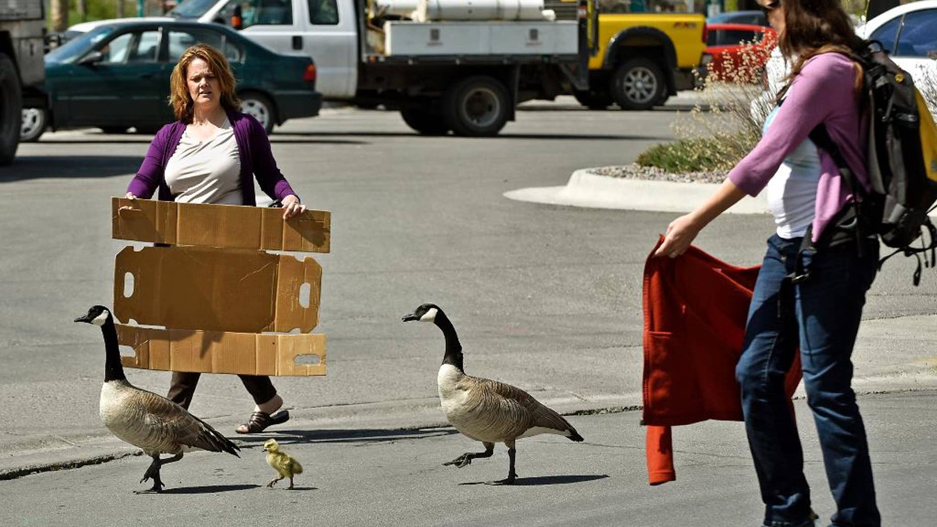 Noreen Humes, left, and Danielle Lattuga herd two geese and a gosling toward the Clark Fork River after the birds wandered into the downtown area on Thursday, April 24, 2015 in Missoula, Mont. It was no gaggle of geese, but two birds and a baby waddling through a downtown Montana city stopped traffic and brought out the shutterbugs. (Tom Bauer/The Missoulian via AP)