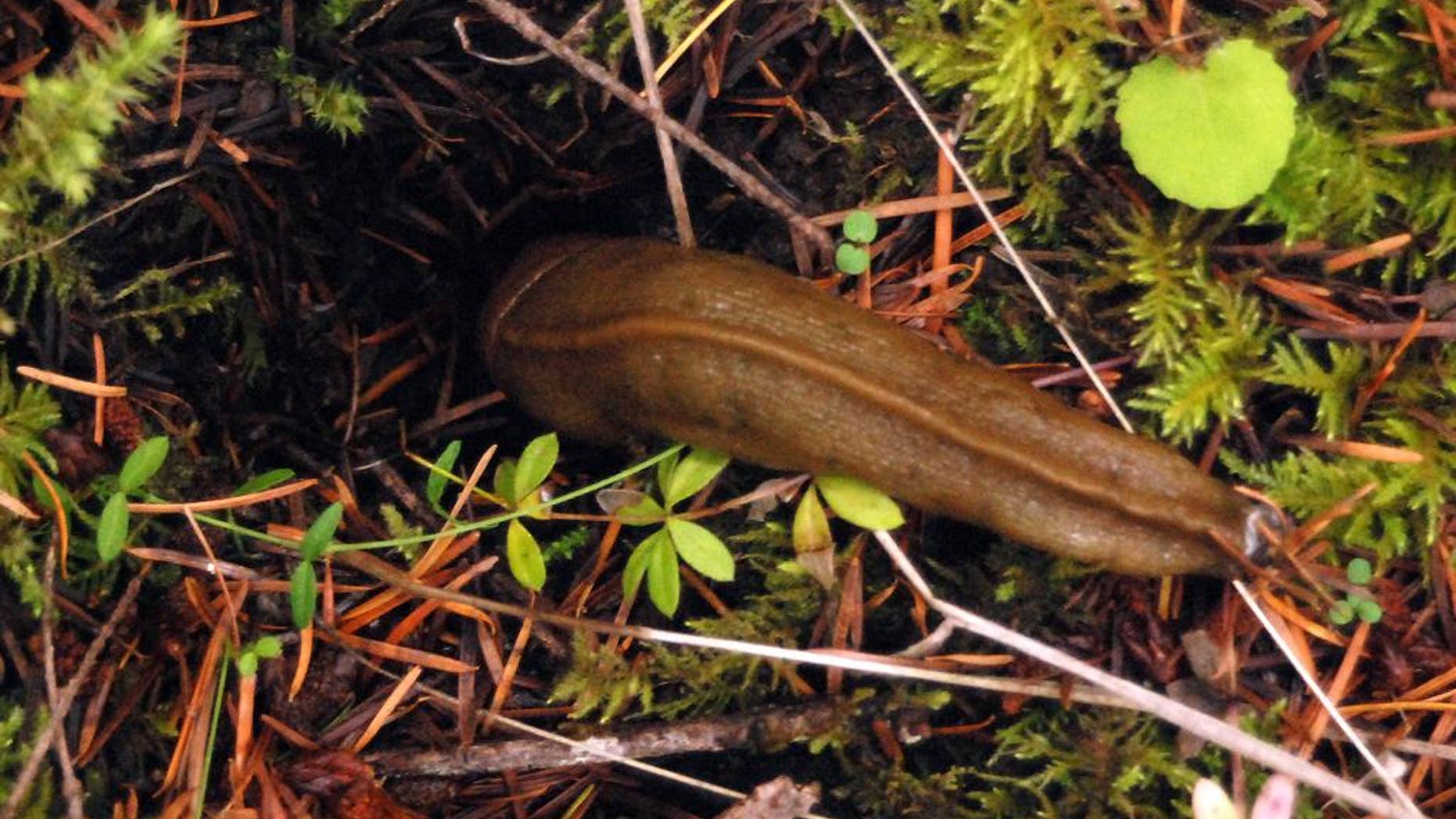 FILE - This Nov. 19, 2009 photo shows a four-inch-long banana slug slithering into a hole on the Van Eck Oregon Forest near Burnt Woods, Ore. Farmers in Oregon's Willamette Valley hate the slugs, slimy mollusks that munch their way through crops. But as familiar as farmers are with the mollusks, they acknowledge they're often baffled. And answers to their questions have come, shall we say, sluggishly. Growers and researchers at a recent Oregon State University "Slug Summit" in Salem agreed that the pests are causing more problems these days. But they have no good explanation why that's so. (AP Photo/Jeff Barnard, File)