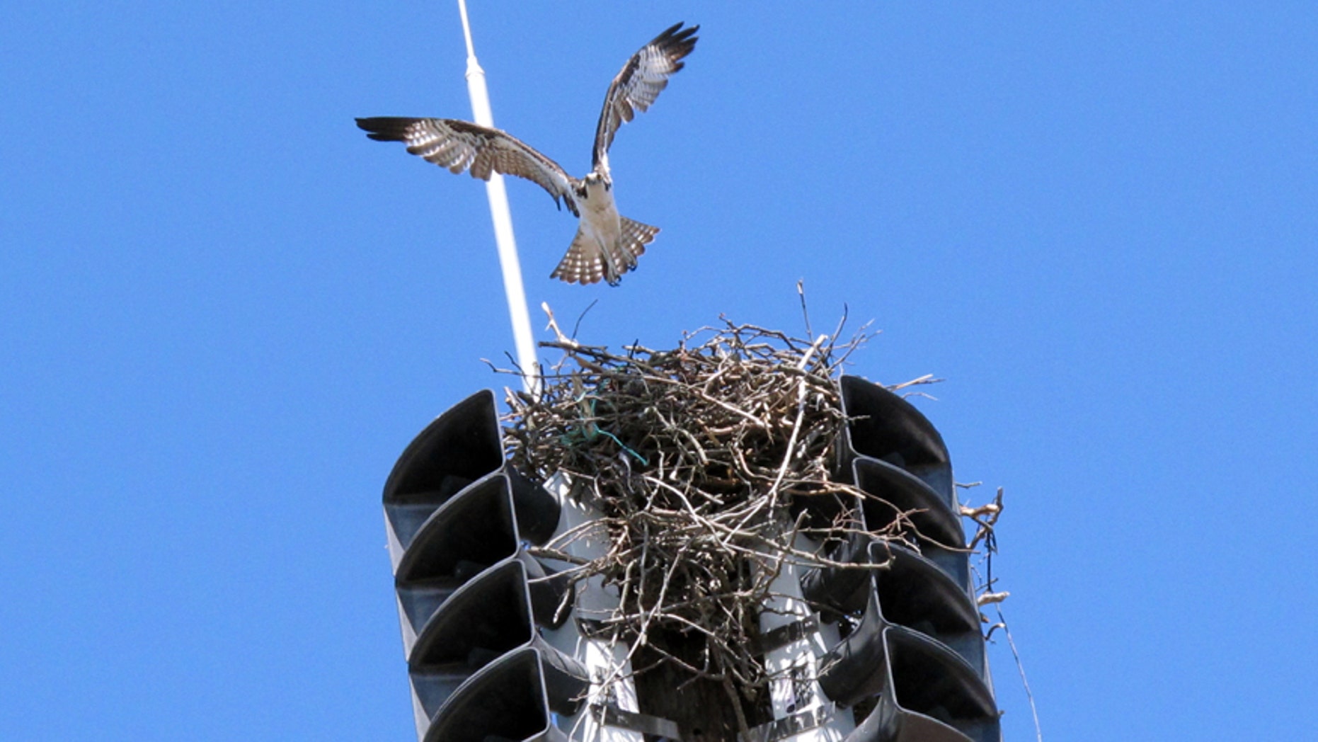 An osprey takes off from its nest inside a fire siren in Spring Lake N.J. on Tuesday May 6, 2014. The Jersey shore town has been forced to turn the siren off until fall to avoid disturbing the bird and any chicks it may have. First responders are notified of emergencies using pagers or cell phones. (AP Photo/Wayne Parry)