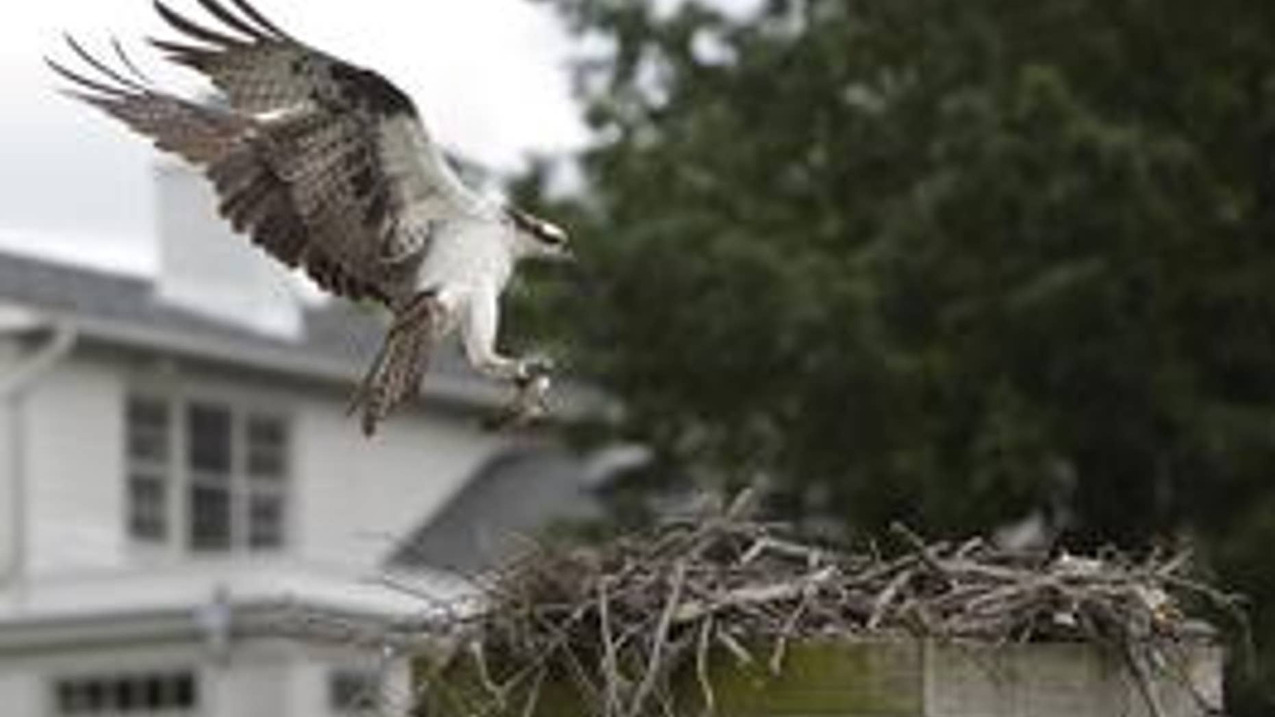 An osprey returns to its nest with a fish in its talons on Little Hunting Creek off the Potomac River near Mt. Vernon, Va., May 23, 2013. (REUTERS)
