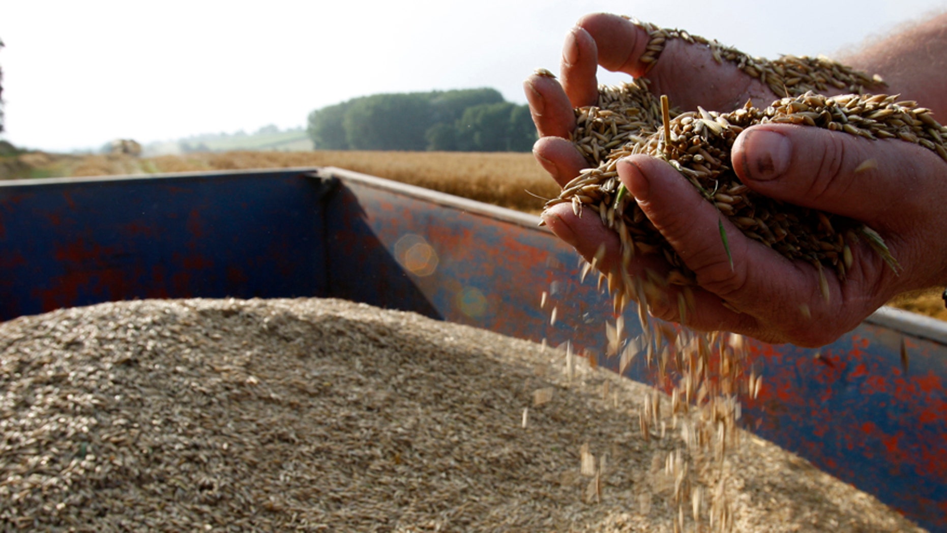 File photo - A farm worker inspects oats in Walton on the Wolds, central England, August 30, 2008.