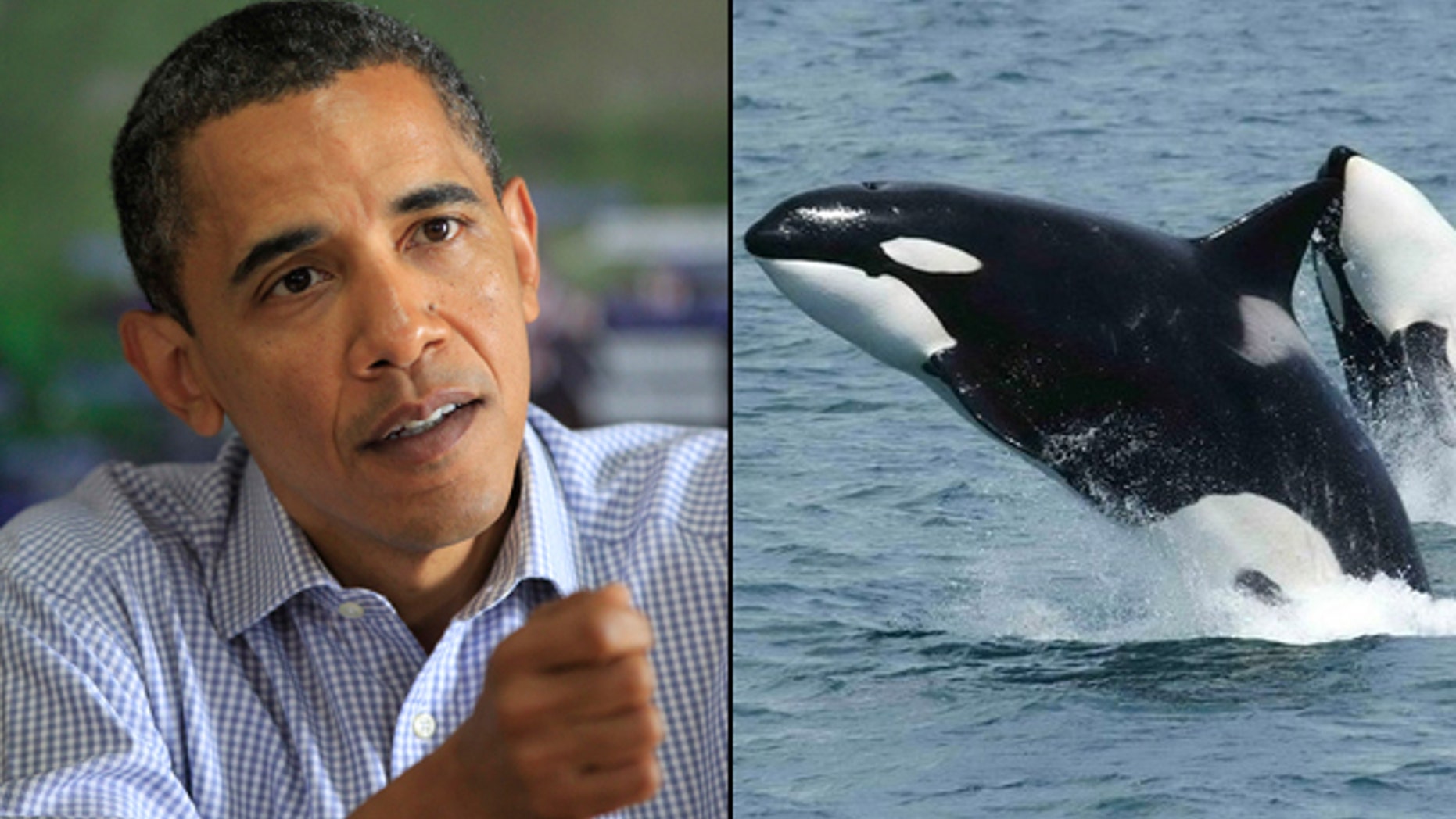 President Obama is under fire for backing a deal to lift a 24-year-old international ban on commercial whaling. (AP)