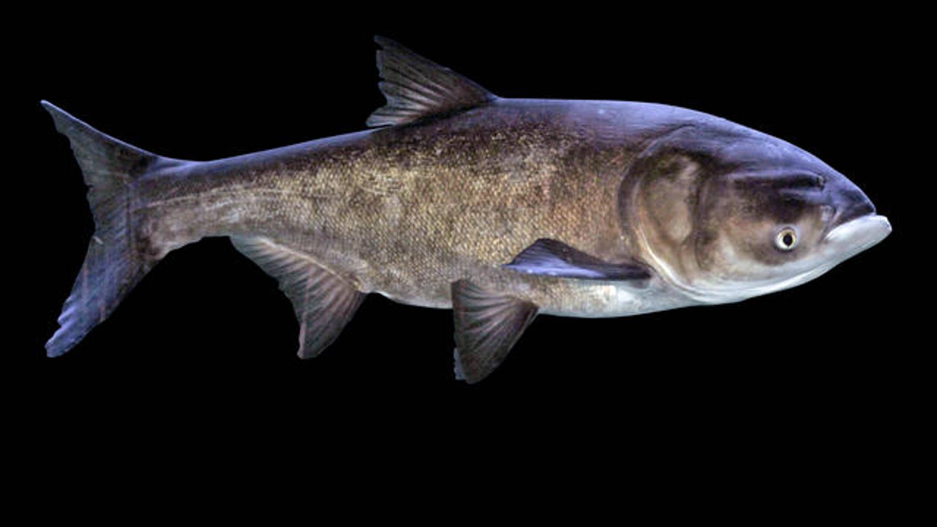 Asian Carp/AP
