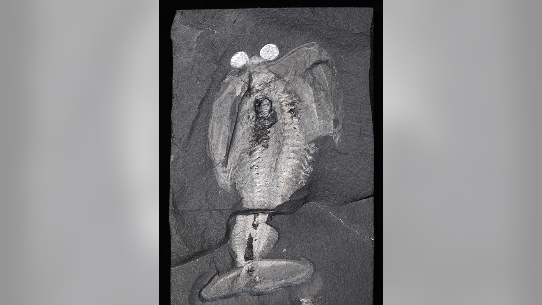 The bulging white eyes are preserved in Odaraia alata, an arthropod from the middle Cambrian Burgess Shale uncovered in British Columbia.