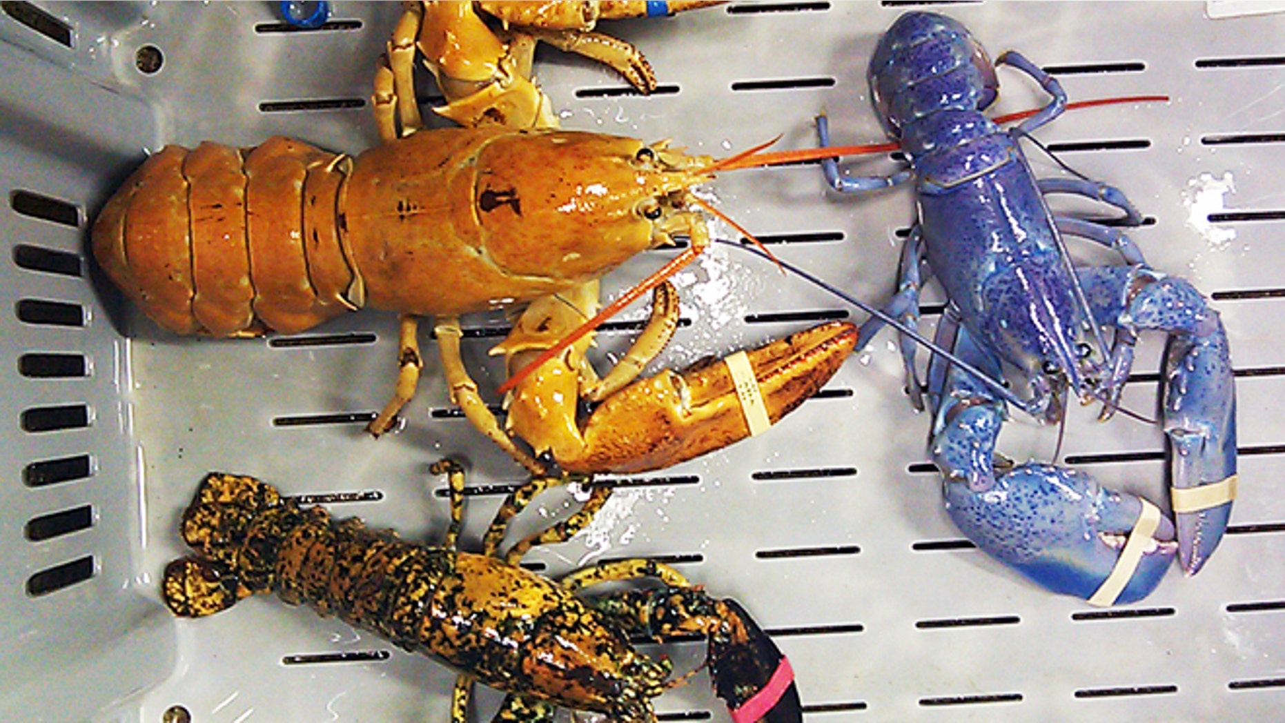 A bright orange, left, a bright blue, right, and a calico lobster at New Meadows Lobster in Portland, Maine.