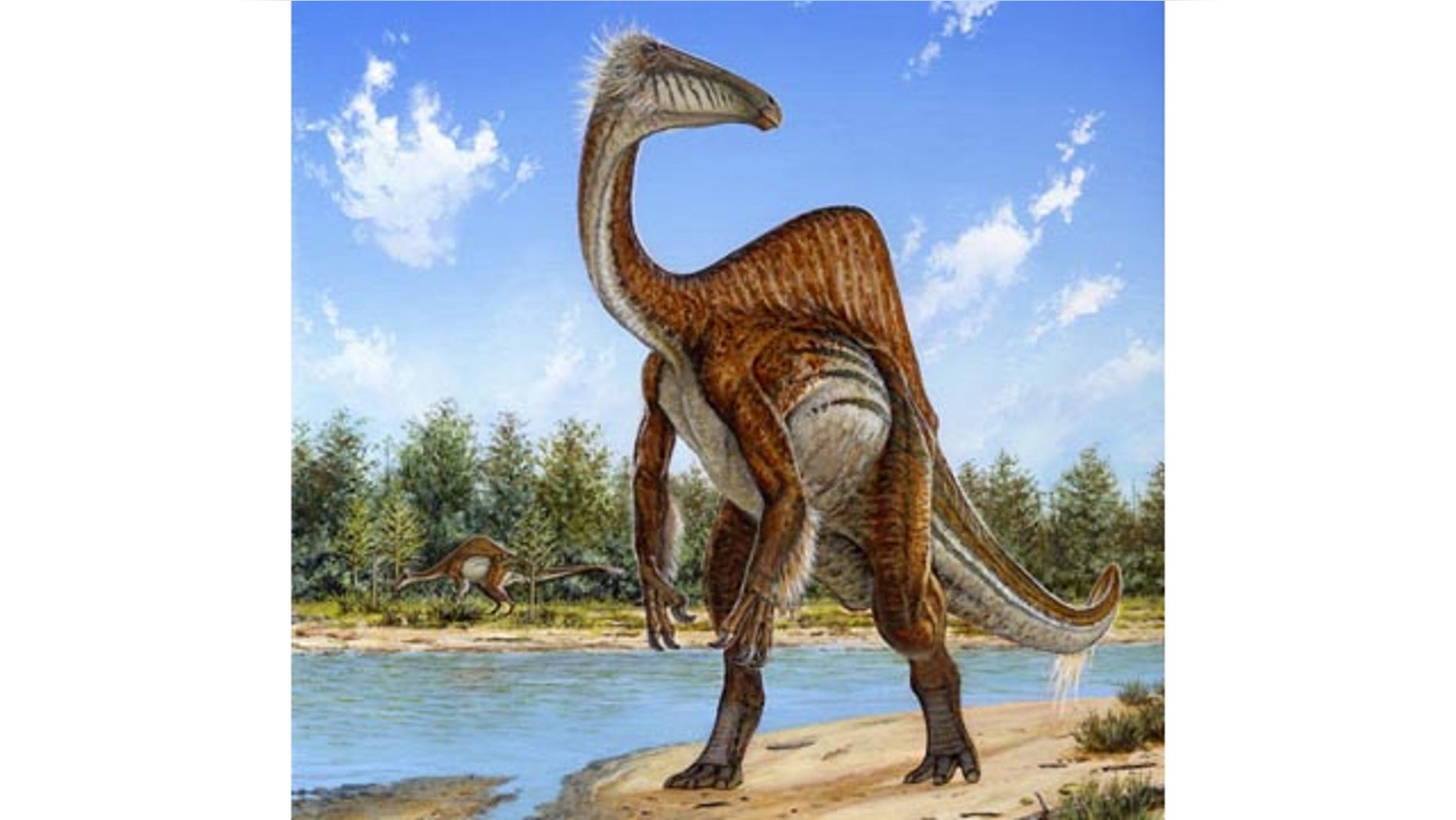 This undated handout image provided by Michael Skrepnick, Dinosaurs in Art, Nature Publishing Group, shows a Deinocheirus. (AP Photo/Michael Skrepnick, Dinosaurs in Art, Nature Publishing Group)