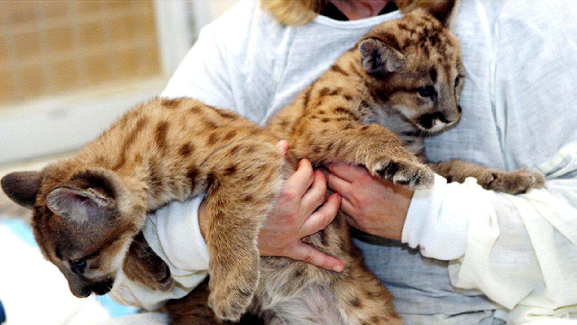 Cincinnati Zoo and Botanical Garden head nursery keeper Dawn Strasser holds on to the zoo's two new eight-week-old cougar cubs, named Joseph and Tecumseh, Thursday, Nov. 18, 2010 at the zoo. The cubs are so identically marked right now that the zoo has a hard time telling them apart.