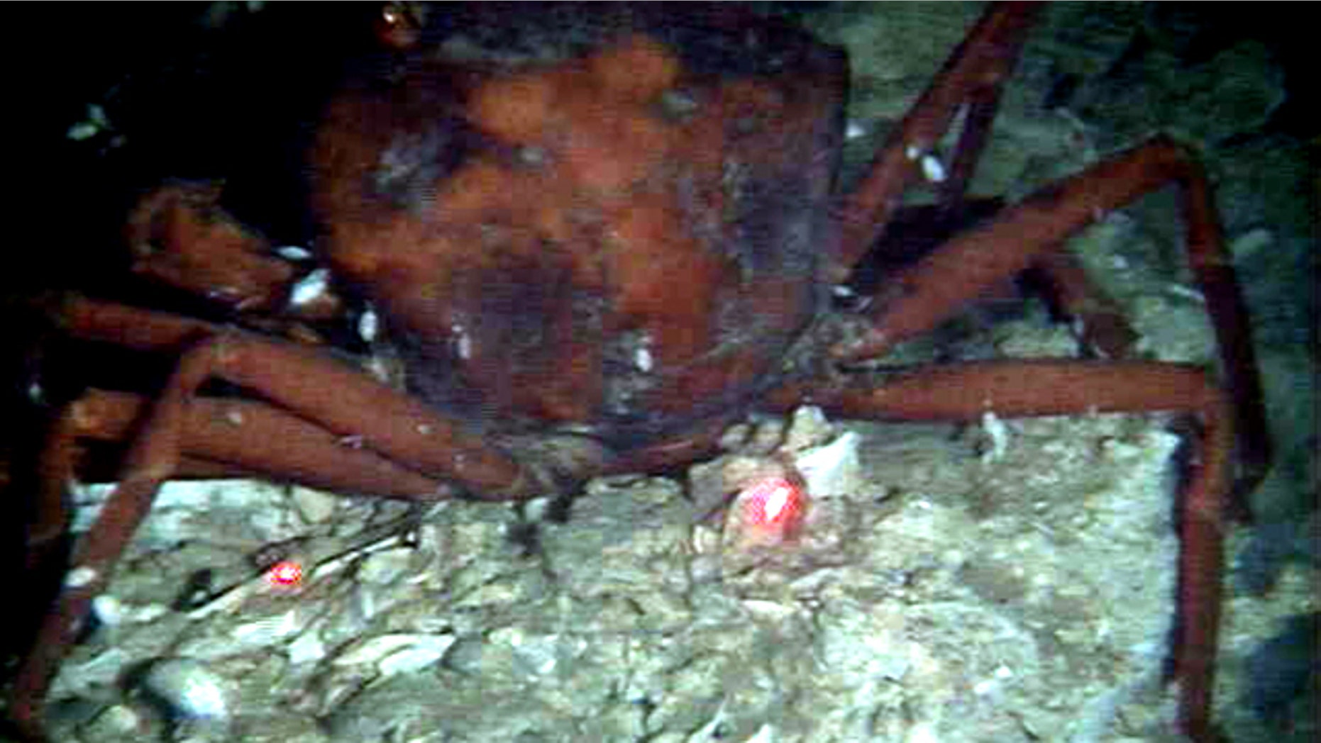 This Dec. 1, 2010 photo provided by the University of Georgia, made from the submarine Alvin, shows a dead crab with oil residue near it on a still-damaged sea floor about 10 miles north of the BP oil rig accident.