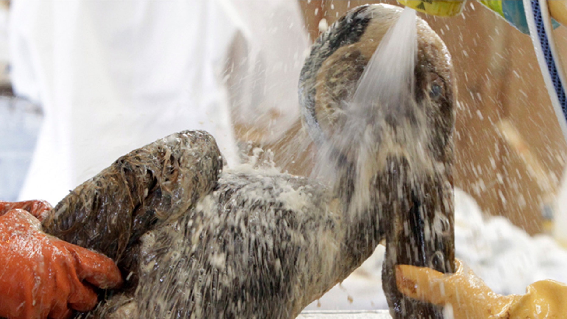 June 5: Workers clean a Brown Pelican covered in oil at a rescue center at a facility set up by the International Bird Rescue Research Center in Buras, La.