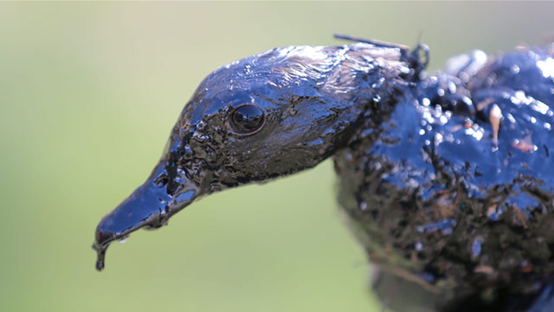 April 1, 2013: An “oiled” duck recovered near the Bell Slough State Wildlife Management Area in Mayflower, Ark., is rescued.