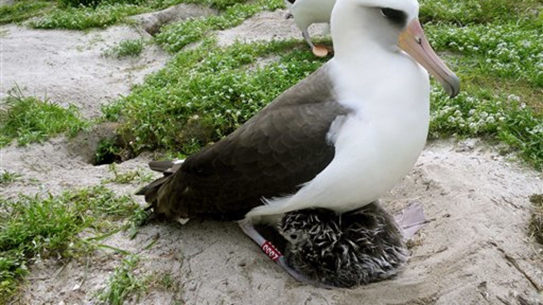 Feb. 2011: In this photo provided by the U.S. Geological Survey, a Laysan albatross, roughly 60-years-old, named Wisdom is seen with a chick at the Midway Atoll National Wildlife Refuge near Hawaii. A U.S. Geological Survey scientist first banded the seabird as she incubated an egg in 1956. She was estimated to be at least five years old at the time. (AP/U.S. Geological Survey)