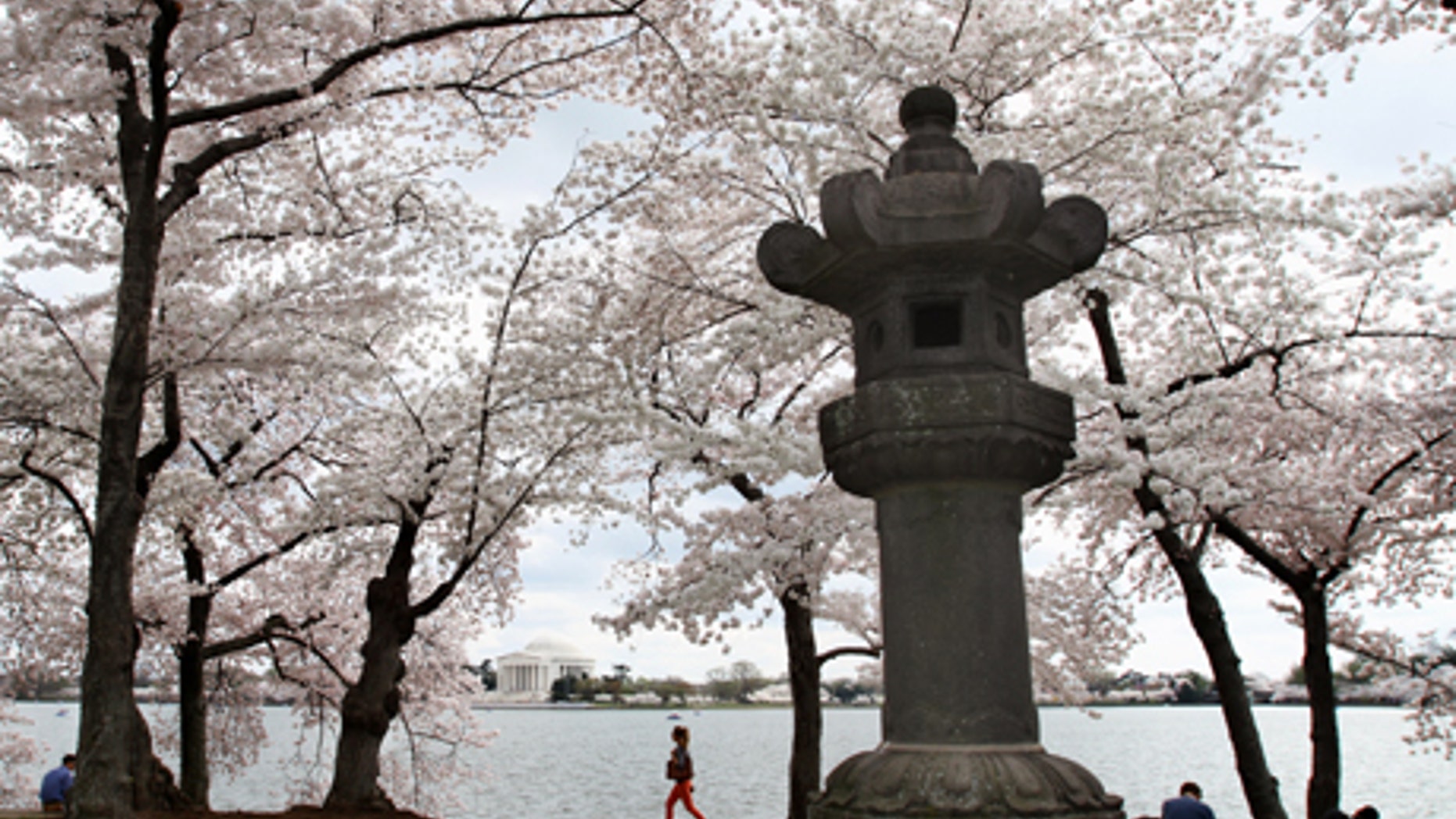 March 19, 2012: Some of the oldest cherry blossom trees can be found in the area near this traditional Japanese stone lantern along the tidal basin in Washington.