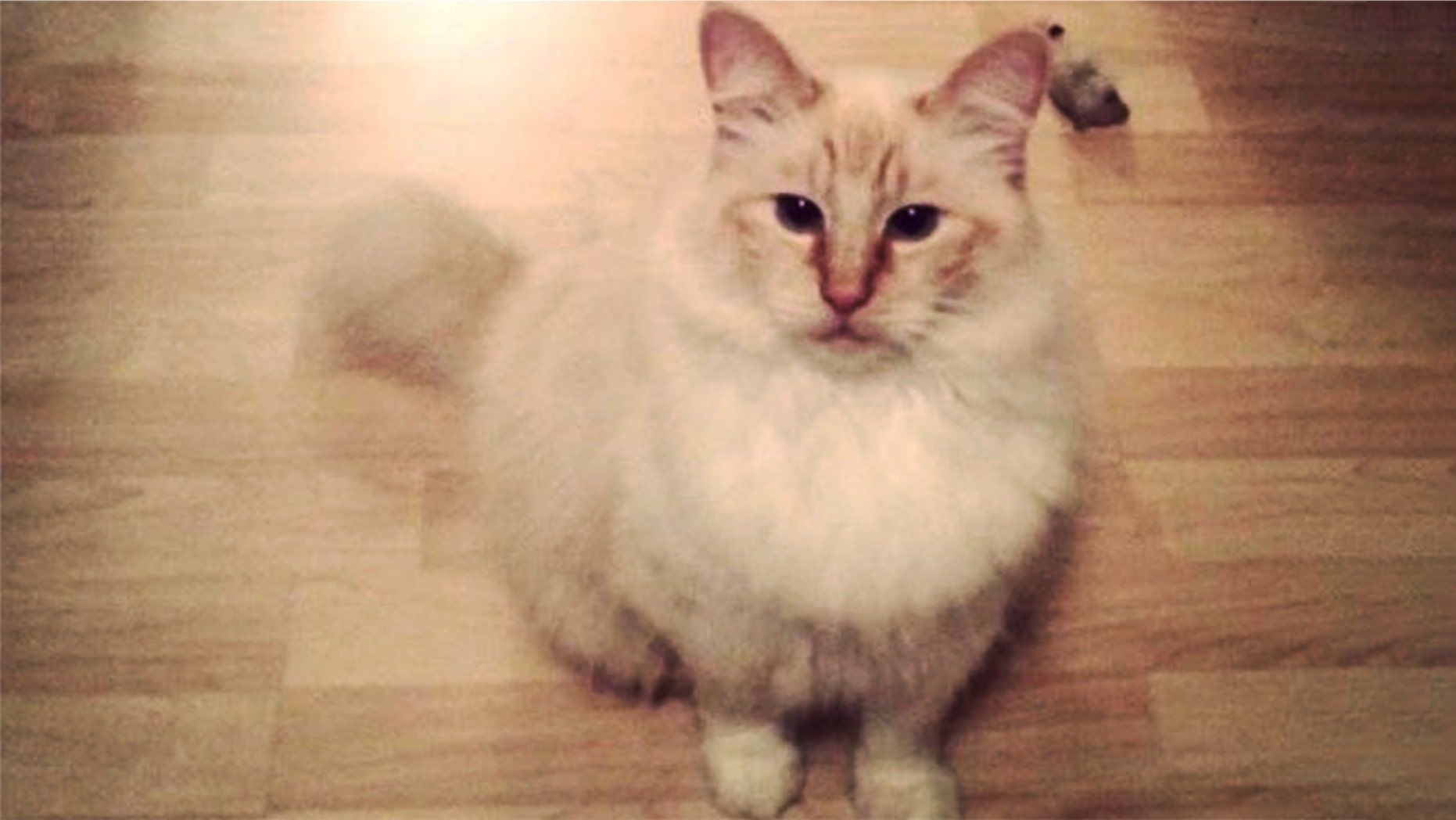 A seventh cat was found mutilated and killed in Washington state on Sunday, sparking fears of a serial cat killer.