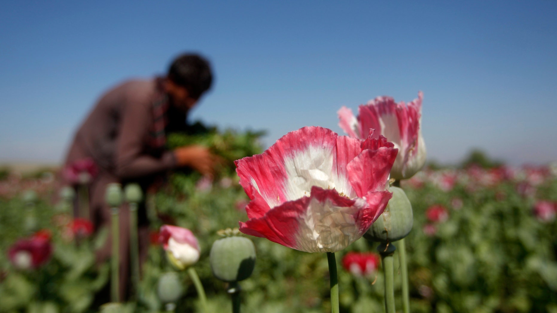 File photo - an Afghan man works on a poppy field in Jalalabad province April 17, 2014.
