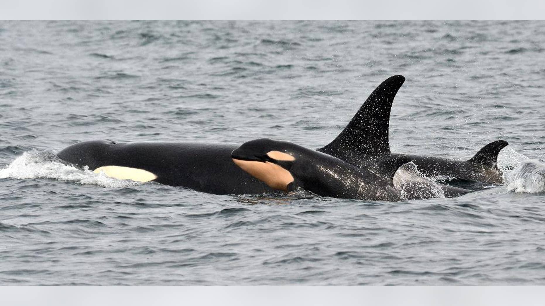 In this photo taken Monday, March 30, 2015, and provided by the Pacific Whale Watch Association, a newborn orca whale swims alongside an adult whale, believed to be the mother, in the Salish Sea waters off Galiano Island, British Columbia. The endangered population of killer whales that spend time in Washington state waters is experiencing a baby boom with the fourth baby orca documented this winter. The newborn was spotted Monday by whale-watching crews and a naturalist in the waters of British Columbia, according to the Pacific Whale Watch Association, which represents 29 whale-watching operators in Washington and British Columbia. The orca was swimming with other members of the J-pod, one of three families of orcas that are protected in Washington and Canada. (AP Photo/Maya's Legacy Whale Watching, Jeanne Hyde)