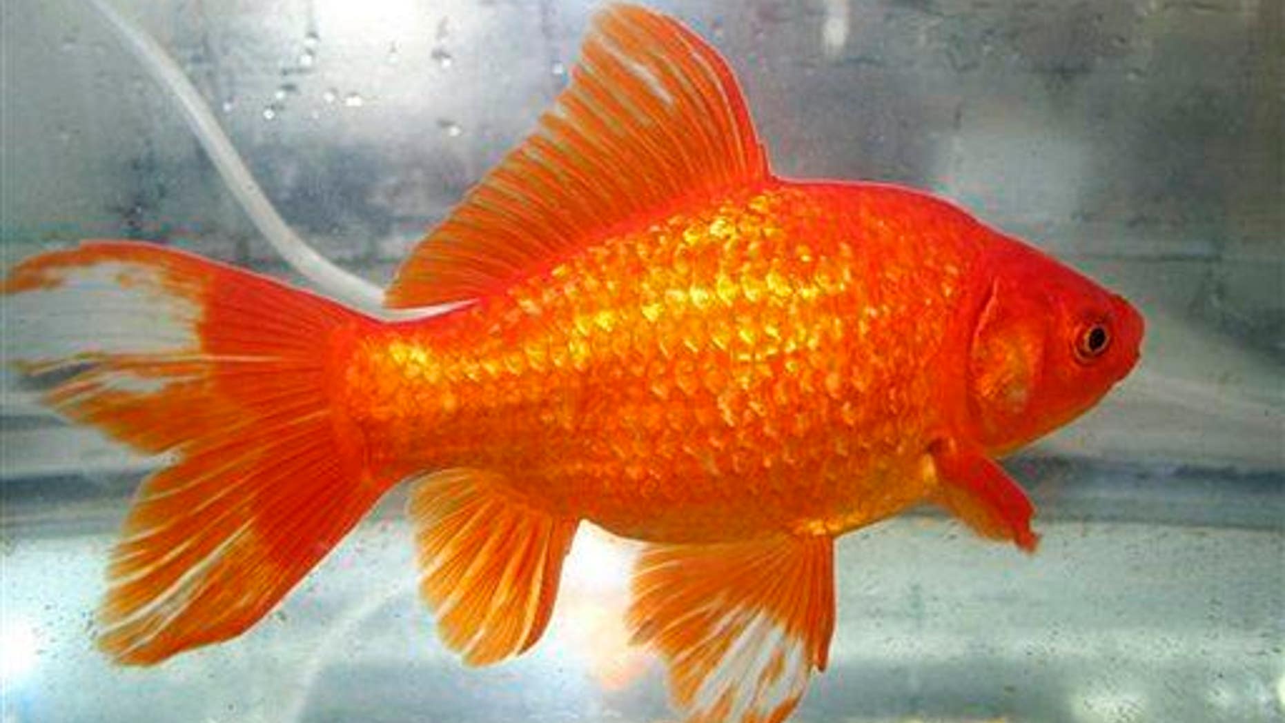 This undated photo shows a common goldfish.