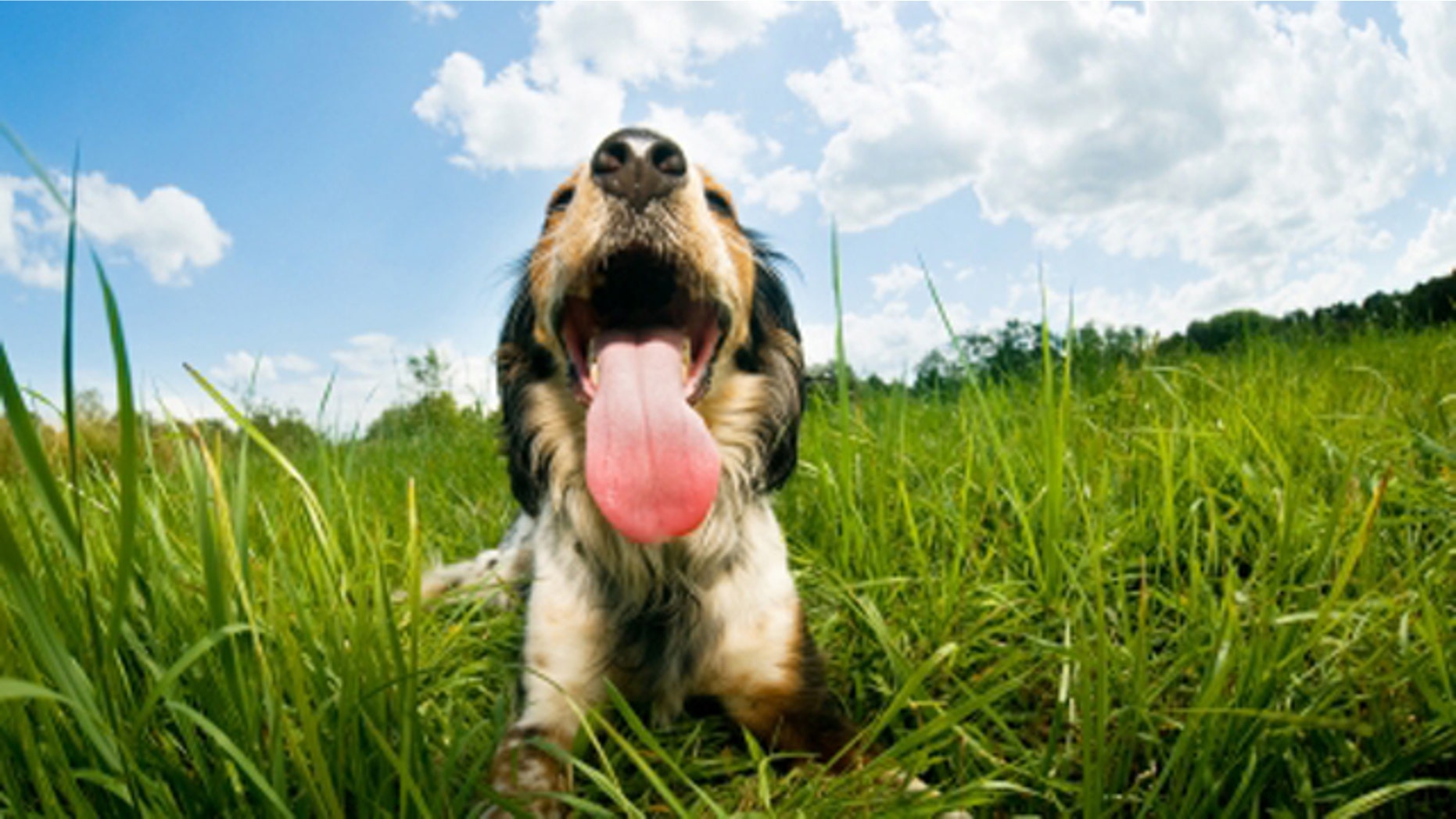 Panting dog resting in a green field