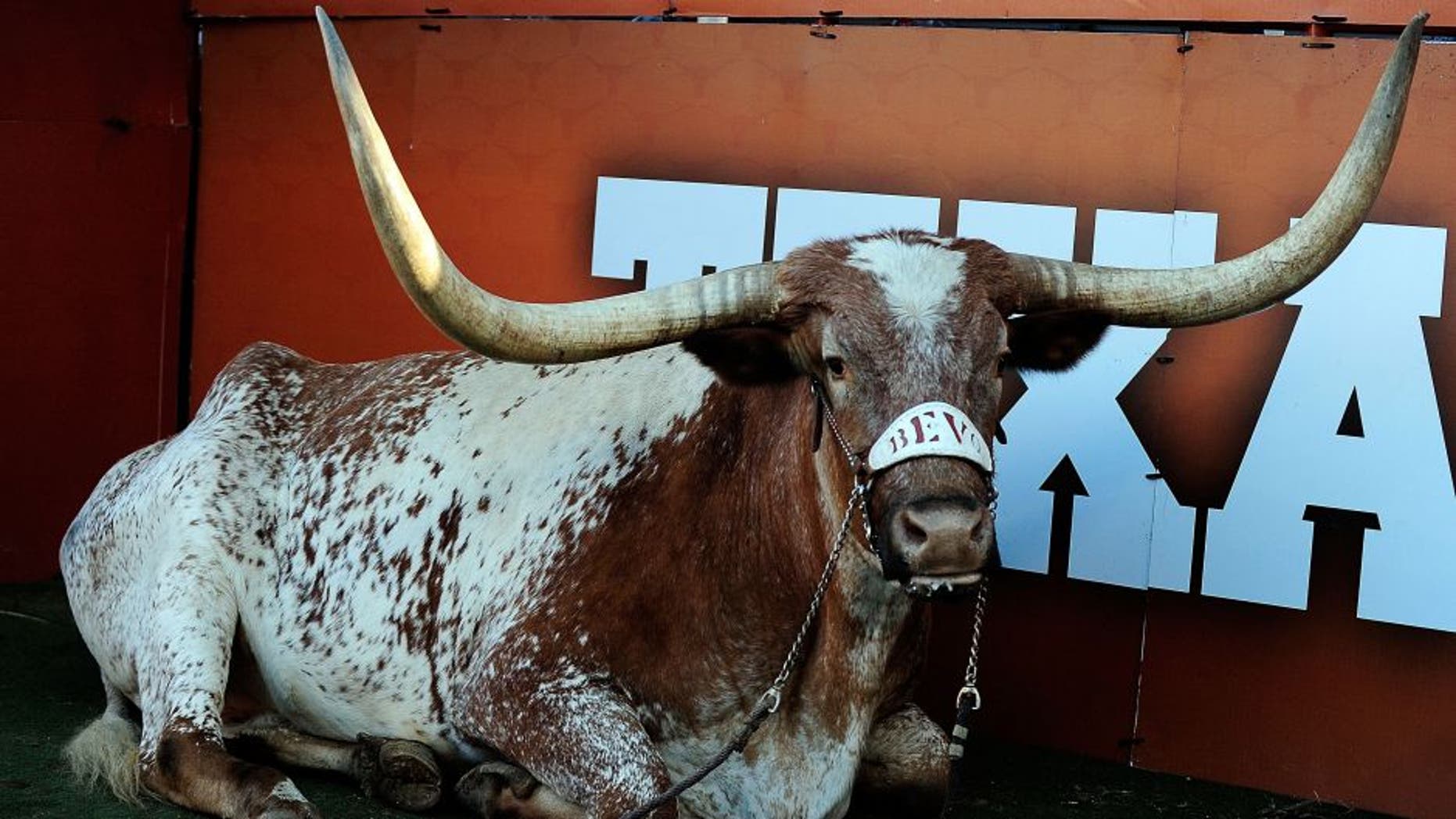 AUSTIN, TX - NOVEMBER 02: Bevo, mascot of the Texas Longhorns, attends a game against the Kansas Jayhawks at Darrell K Royal-Texas Memorial Stadium on November 2, 2013 in Austin, Texas. Texas won the game 35-13. (Photo by Stacy Revere/Getty Images)