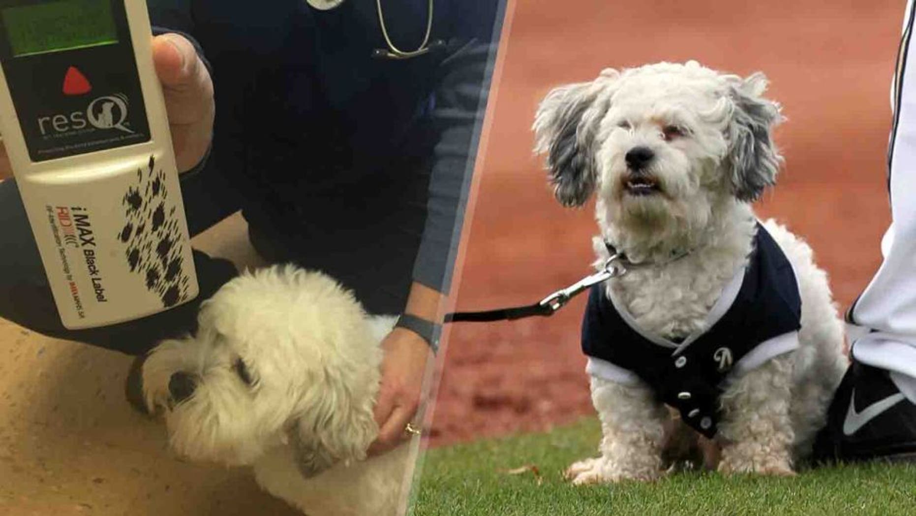 While Hank looks a bit whiter and fluffier than in 2014 (right), a scan of his microchip confirms it's still him.
