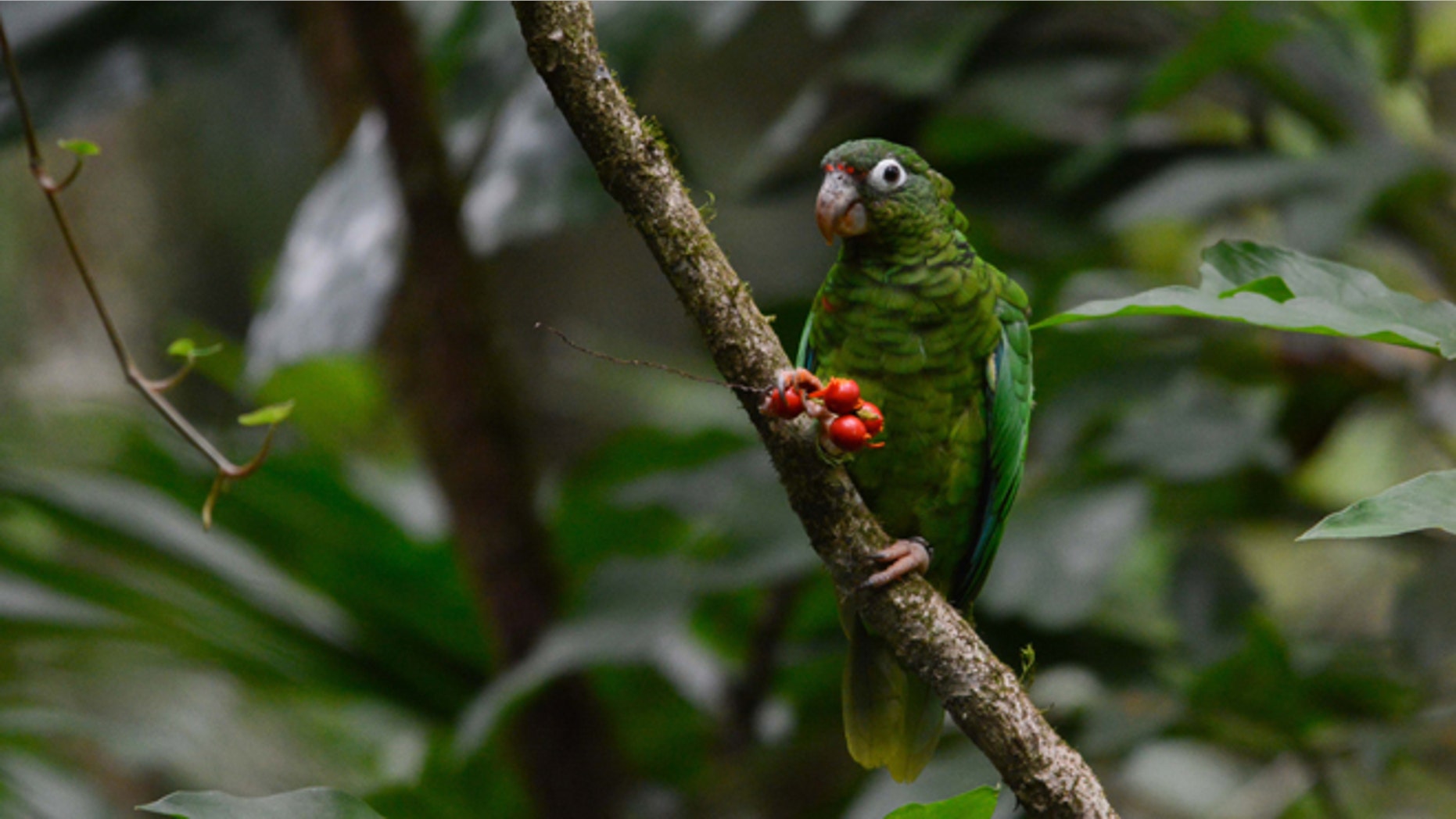 Breeding endangered Puerto Rican parrot near the Rio Abajo Nature Preserve, in Puerto Rico.
