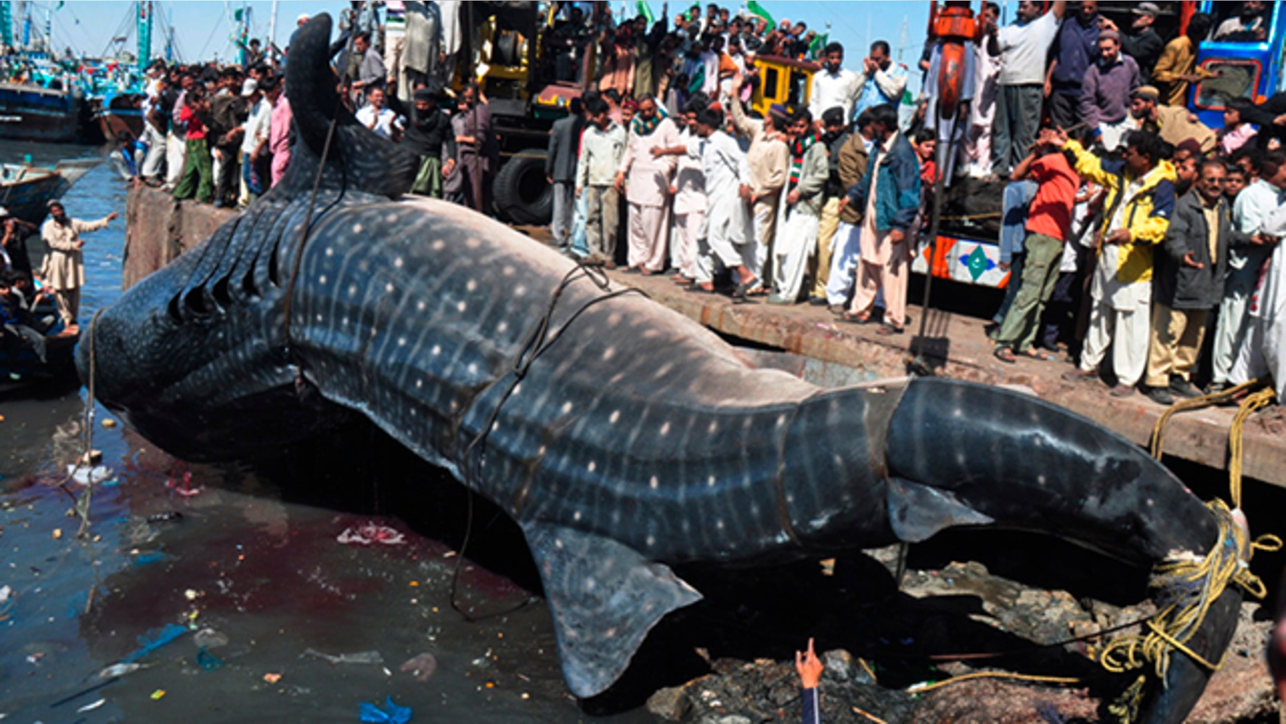 Feb. 7, 2012 People look at a carcass of whale shark in Karachi, Pakistan. The 40-foot whale was found dead near Karachi in the Arabian Sea