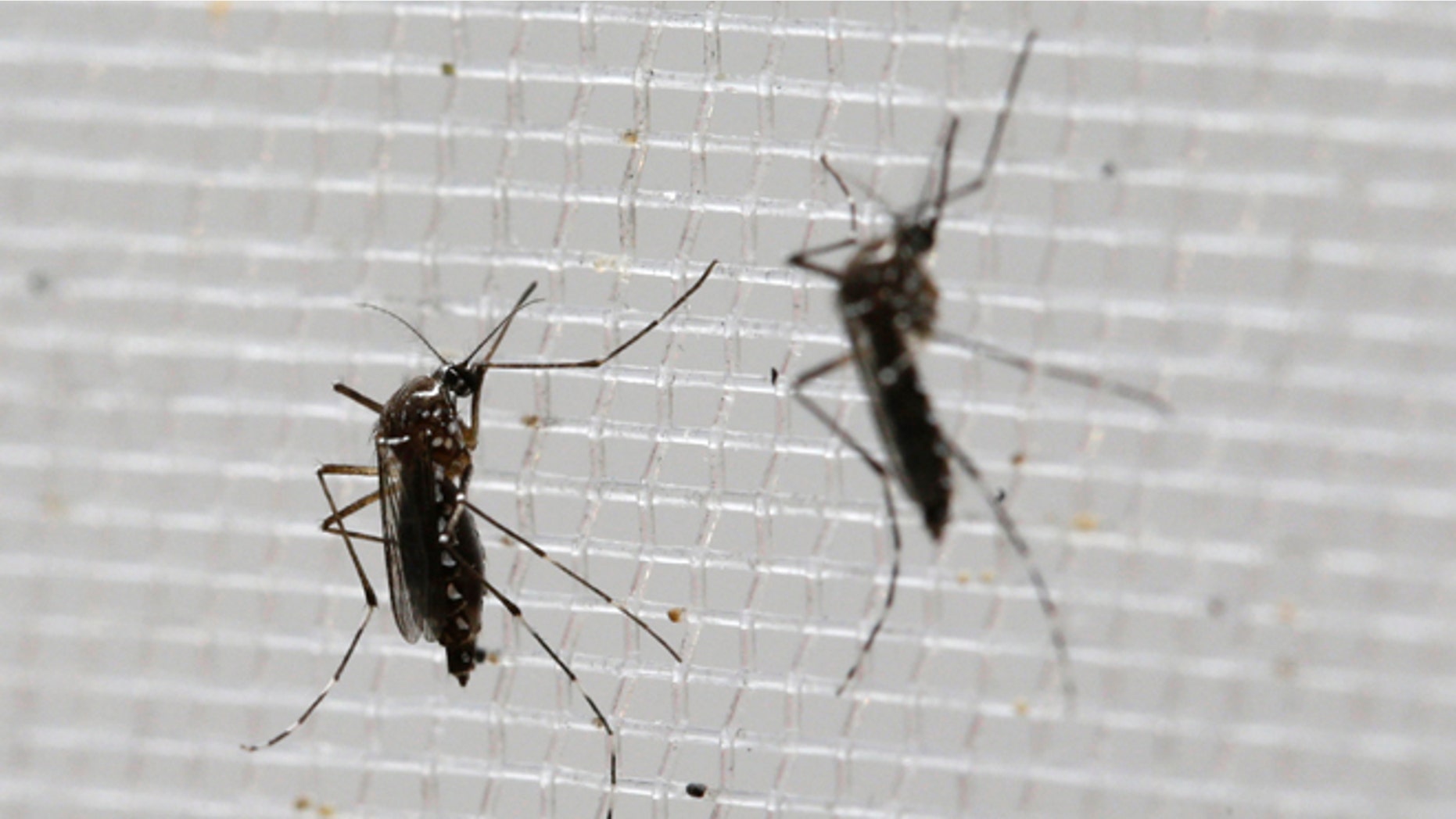 Aedes aegypti mosquitoes at the Gorgas Memorial Laboratory in Panama City.