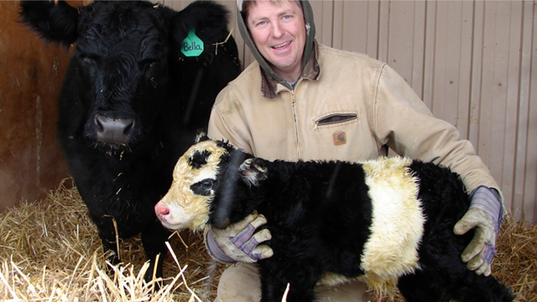 In this Dec. 31, 2010 photo, farmer Chris Jessen holds his new "panda cow" named Ben, hours after the rare miniature cow was born in Campion, Colo. The miniature panda cow is the result of genetic manipulation. A white belt encircles the animal's midsection, and the cow has a white face with black ovals around the eyes, giving it a panda-like appearance. The mini-cattle are bred solely as pets. Jessen says panda calves can sell for $30,000.