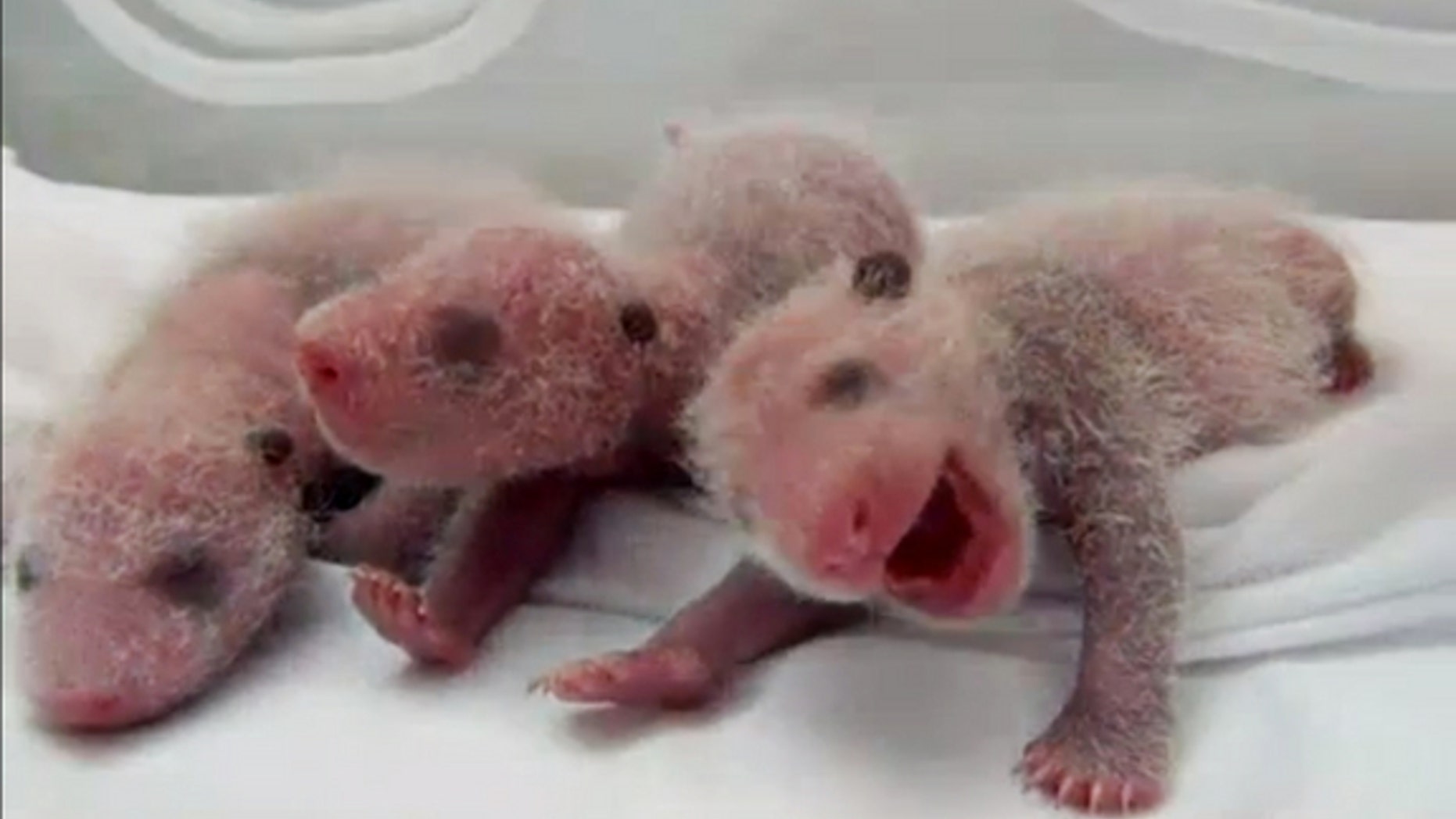 The first known surviving giant panda triplets were born at the Chimelong Safari Park in China's Guangdong province on July 29, 2014.