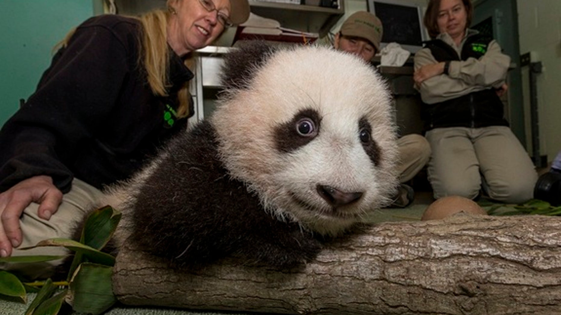 San Diego Zoo keepers placed a small section of a tree branch and some fresh bamboo on the ground for the panda cub’s 17th exam on Dec. 13.