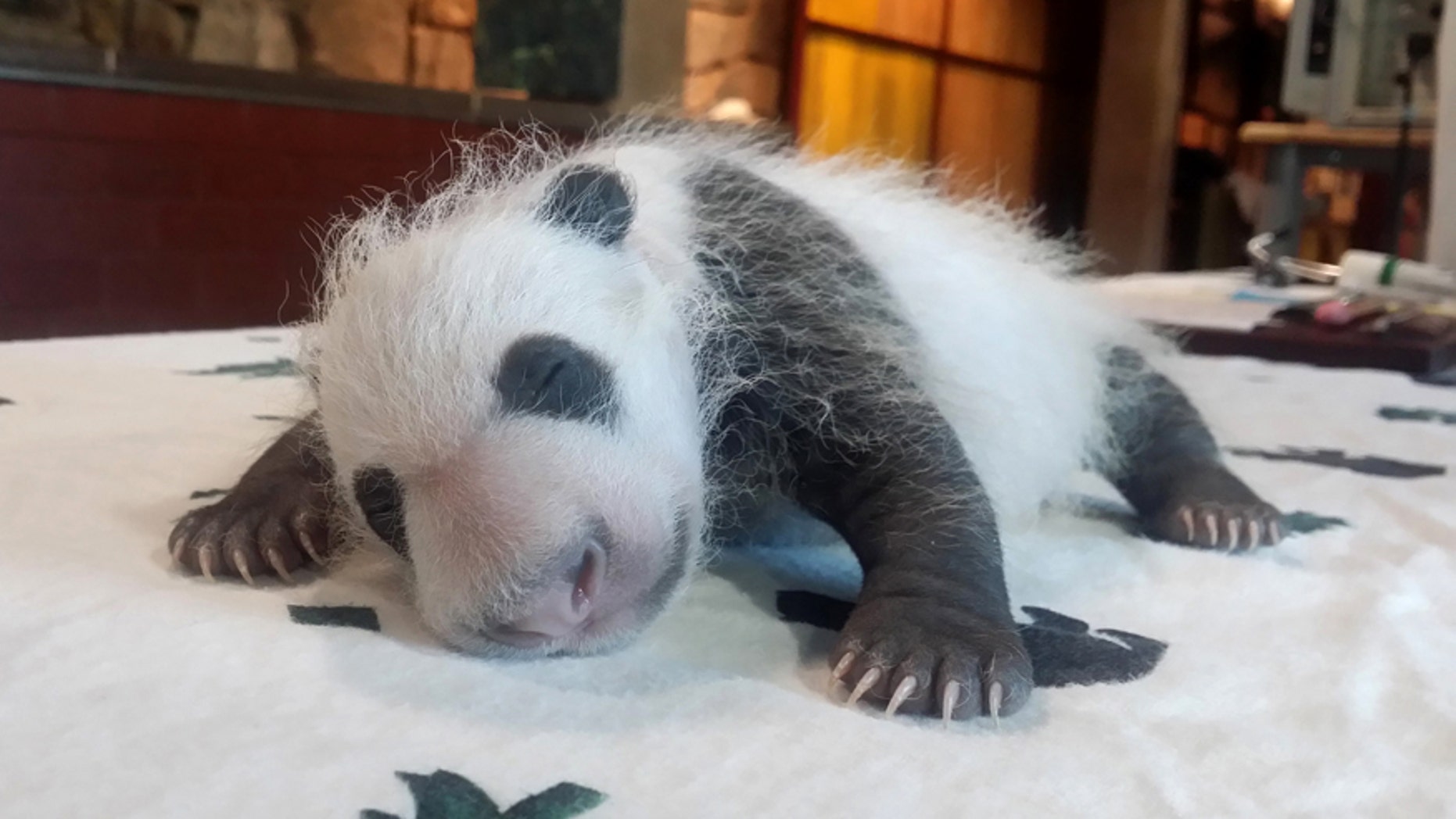 FILE - In this Sept. 14, 2015 file photo provided by the Smithsonian's National Zoo, Bei Bei, born Aug. 22, 2015, is seen in Washington as keepers weighed the giant panda cub.