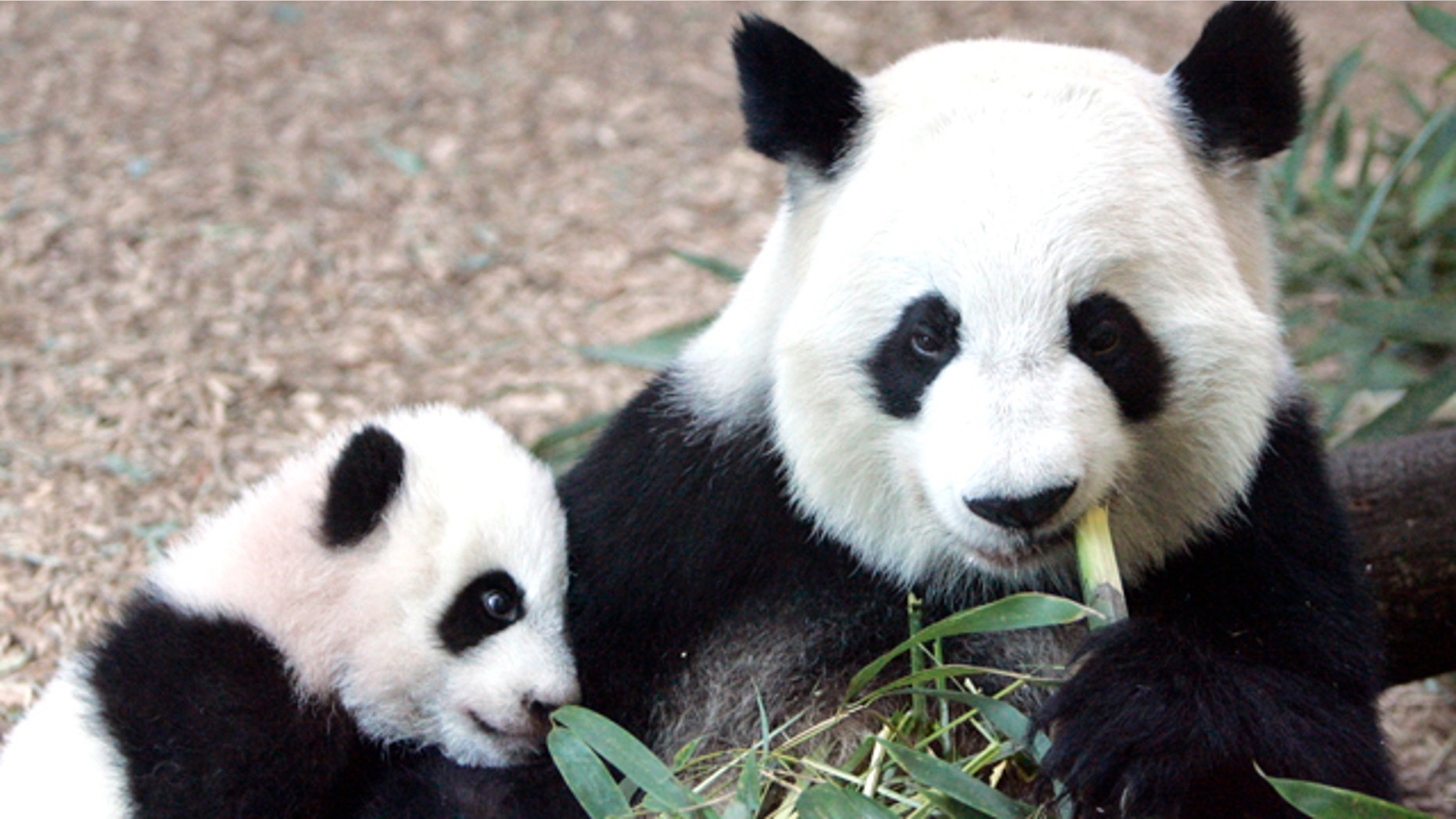 In this Jan. 12, 2007, file photo, Giant Panda panda mother Lun Lun (right) eats bamboo as her cub Mei Lan explores her new habitat at Zoo Atlanta. Zoo officials say Lun Lun has given birth to her third cub at 5:39 a.m. on Wednesday, Nov. 3, 2010 in a specially prepared birthing den. Lun Lun was inseminated with sperm from her partner, Yang Yang, in June after the two failed to mate. The couple's previous cubs were Mei Lan, born in 2006, and Xi Lan, born in 2008.
