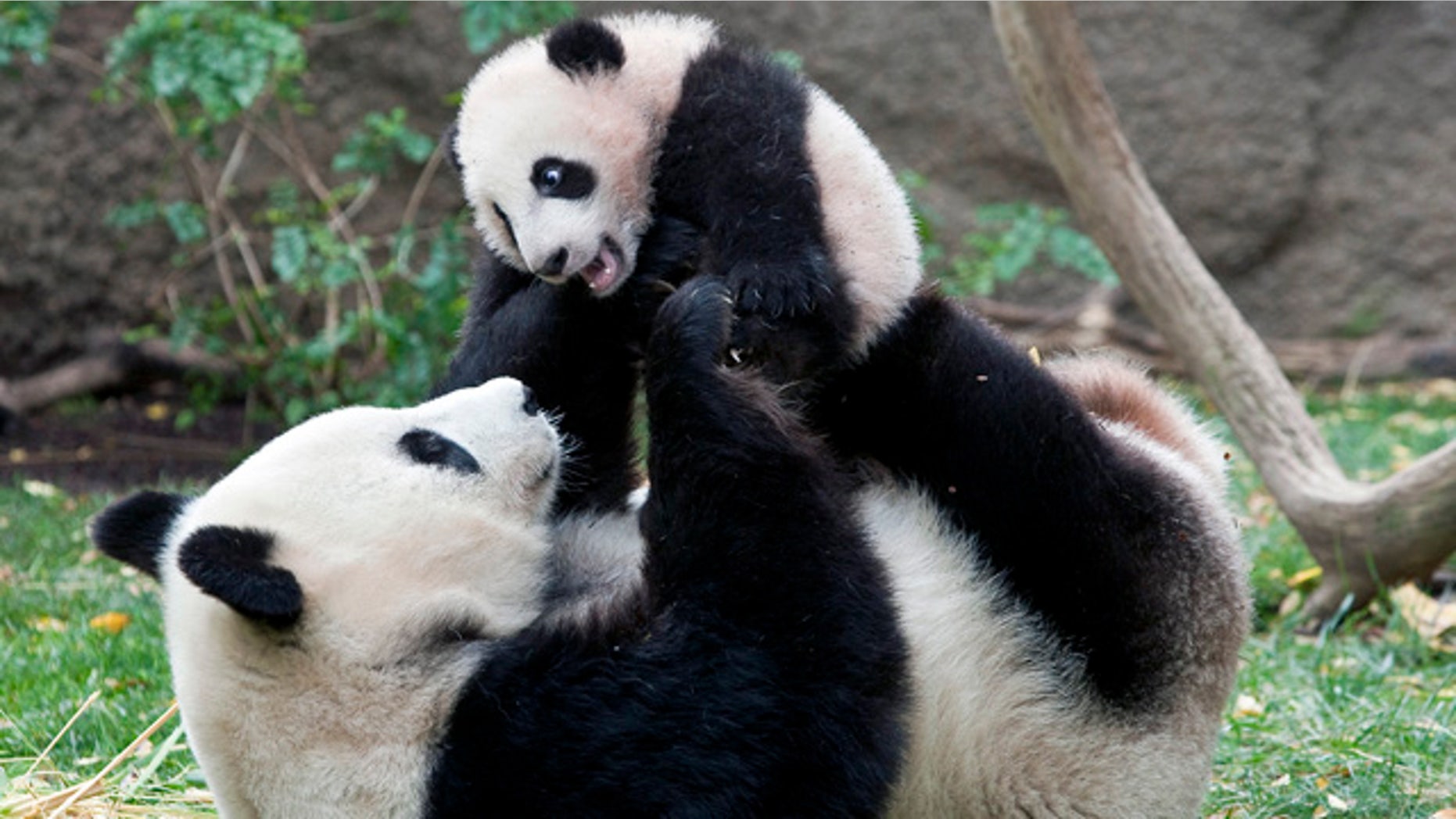 Giant Panda mom Bai Yun plays with her four-and-half-month old baby boy, Yun Zi, at their enclosure at the San Diego Zoo. Researchers say a decline in panda births is attributable to exhaustion.