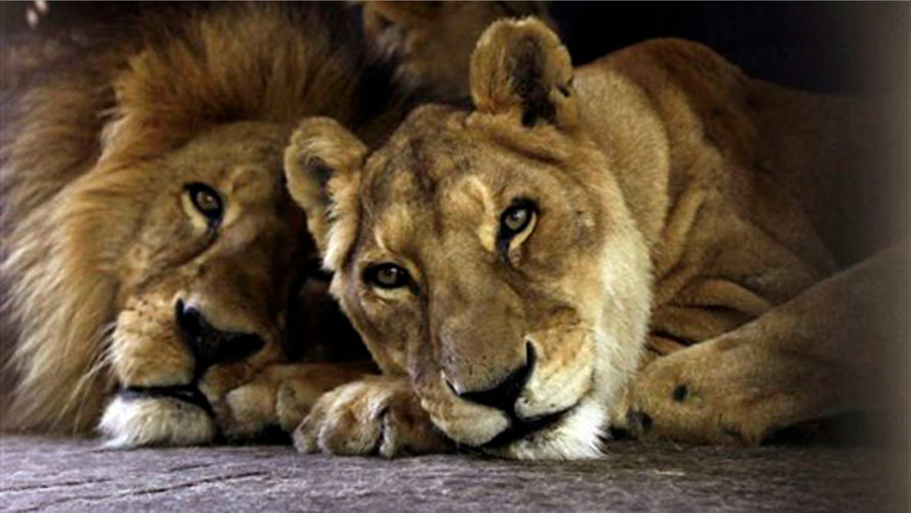 Two circus lions rest in their cage on zoo grounds, in Asuncion, Paraguay,Tuesday, Aug. 28, 2012. The lions are two of the seven African lions and nine Bengal tigers from an Argentine circus that were stuck in a Paraguayan border town for two months and recently moved to a shaded area at the Asuncion Zoo where Paraguay's wildlife agency hopes they will be more comfortable as circus owners and Argentine officials work out the circus animals' paperwork for re-entry. (AP Photo/Jorge Saenz)