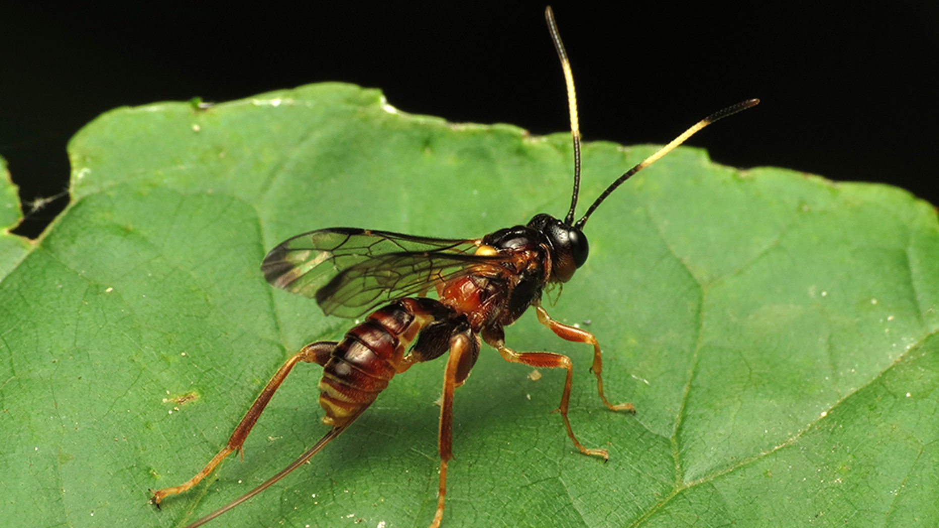 Parasitic wasp. (Credit: WikiMedia)