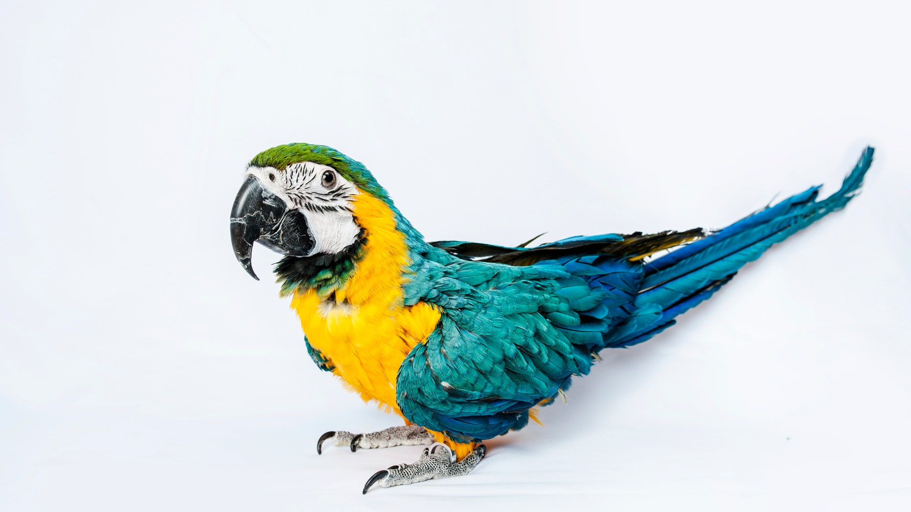 TOKYO, JAPAN - FEBRUARY 23: A blue-and-yellow Macaw sits on display at the Tori-no Iru Cafe on February 23, 2014 in Tokyo, Japan. Located in Kiba, Tokyo, Tori-no Iru (Birds Cafe) is a cafe where people can get up close and interact with some exotic birds. Japan has an increasing number of pet cafes, where people can enjoy petting some live exotic animals while they eat and drink. (Photo by Keith Tsuji/Getty Images)