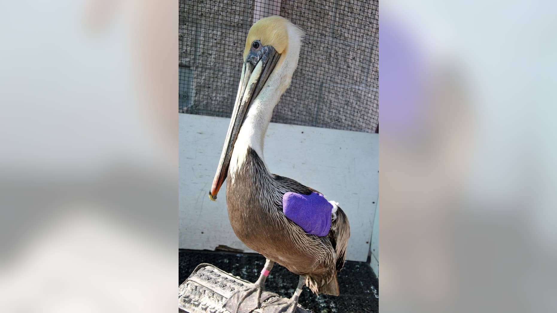 This photo provided by International Bird Rescue shows a gunshot-injured brown pelican recovering after surgery on Tuesday, March 24, 2015 at the International Bird Rescue center in Los Angeles. A $5,000 reward is being offered for information leading to the arrest and conviction of the person who shot the pelican that was found wounded in Redondo Beach, Calif., on March 12.(AP Photo/International Bird Rescue, Kylie Clatterbuck)