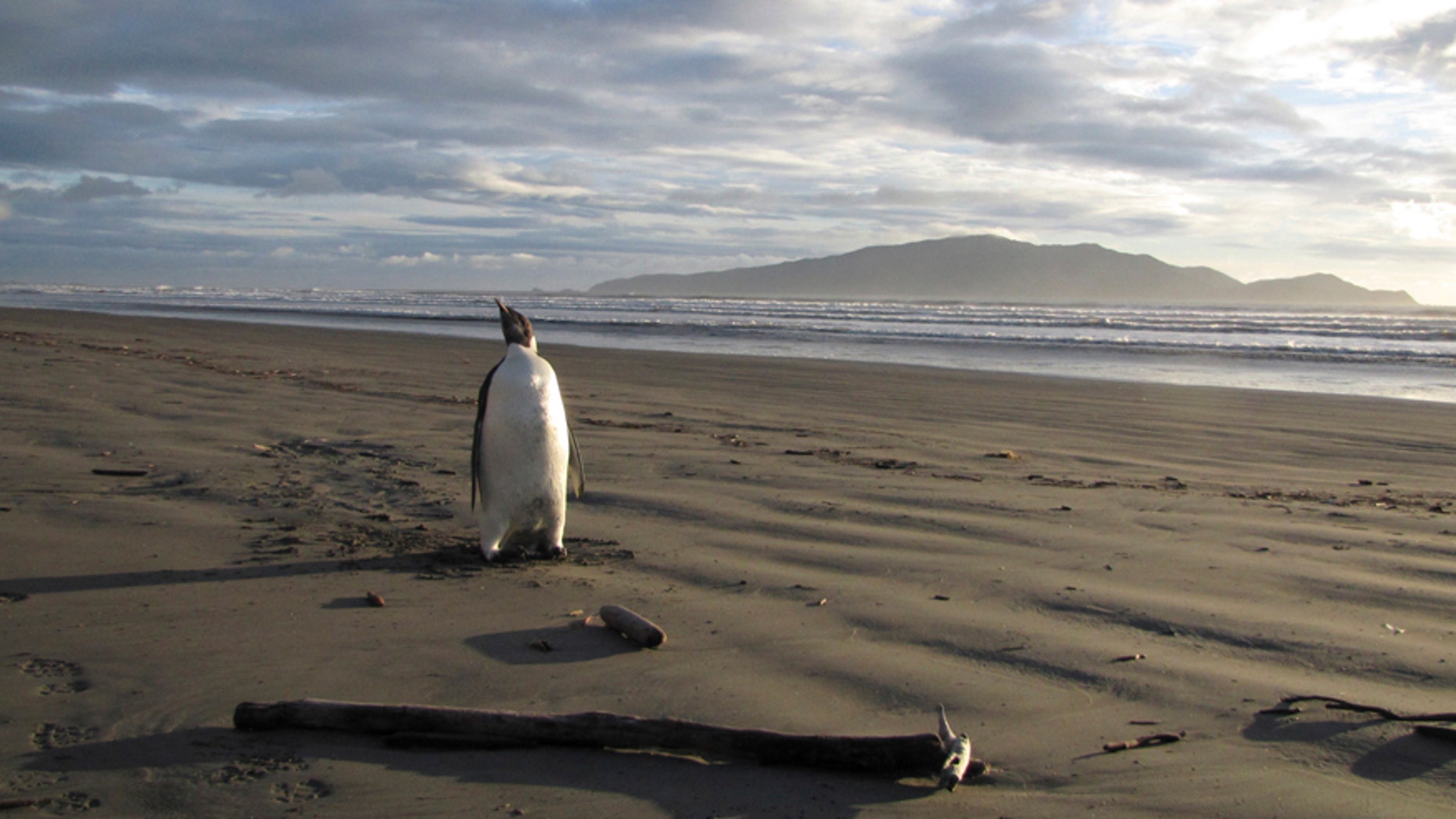 An Emperor Penguin stands on a beach on Kapiti coast June 20, 2011.